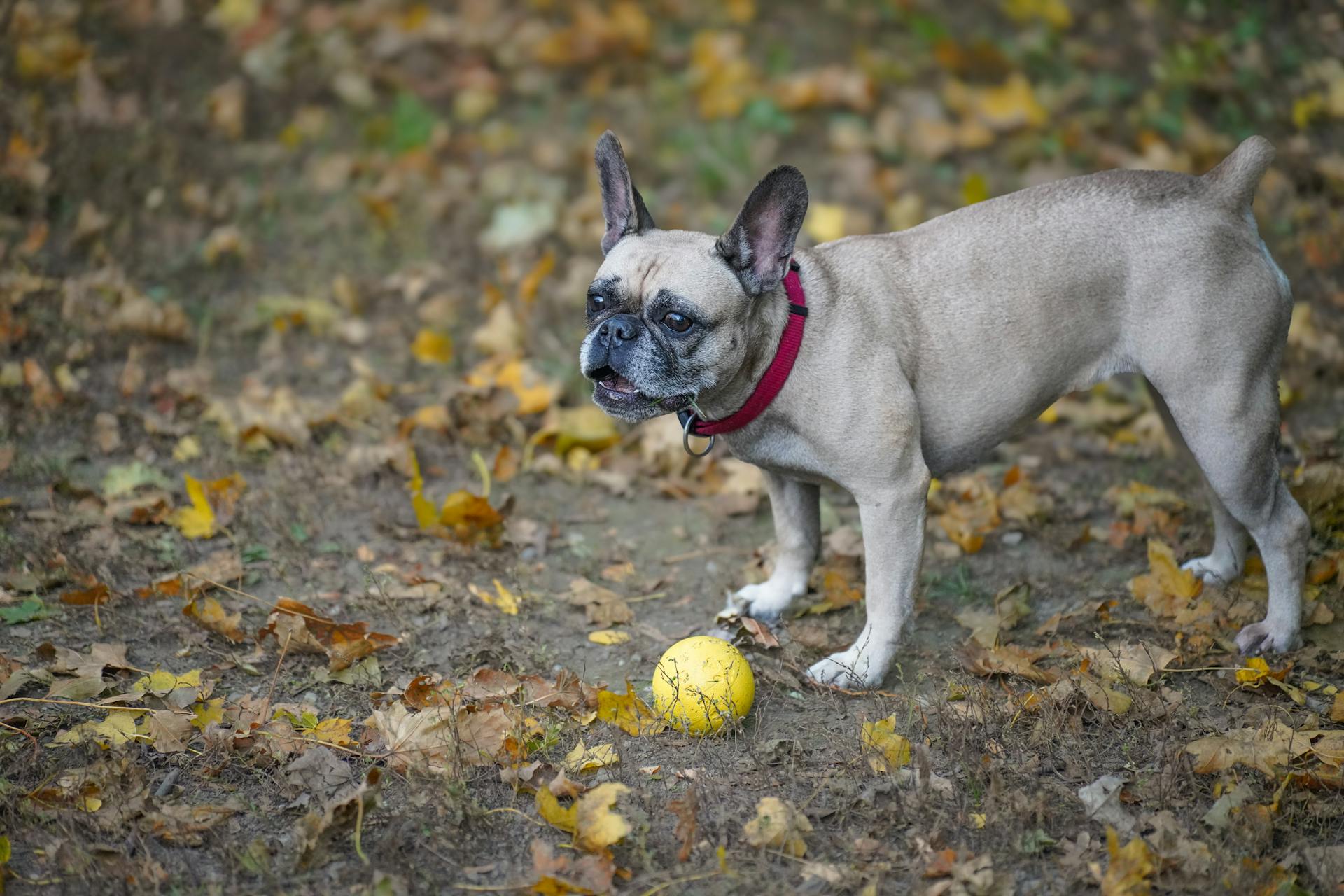 French Bulldog Playing with Ball in Autumn Leaves