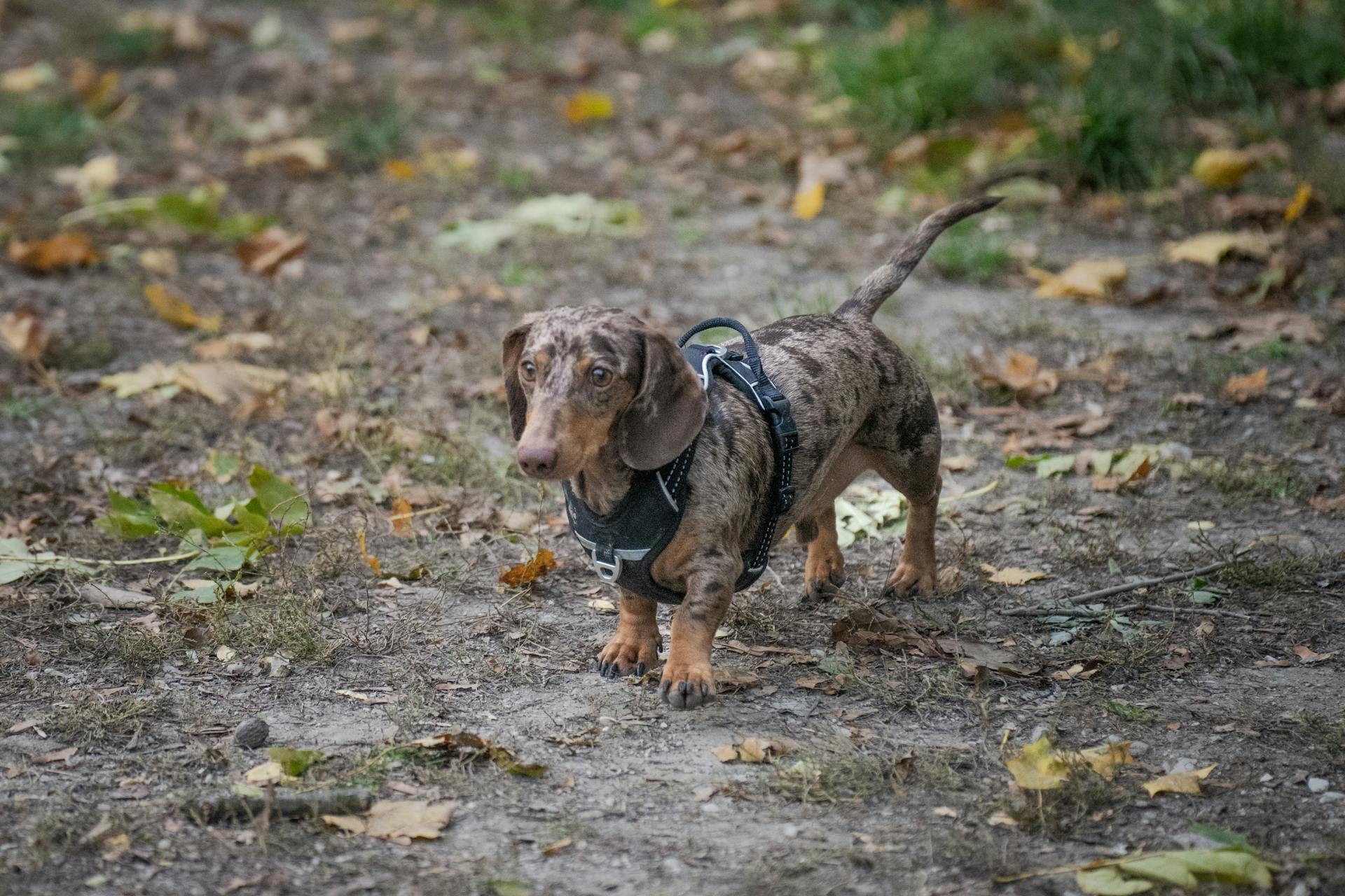 Cute Dachshund Puppy in Autumn Park