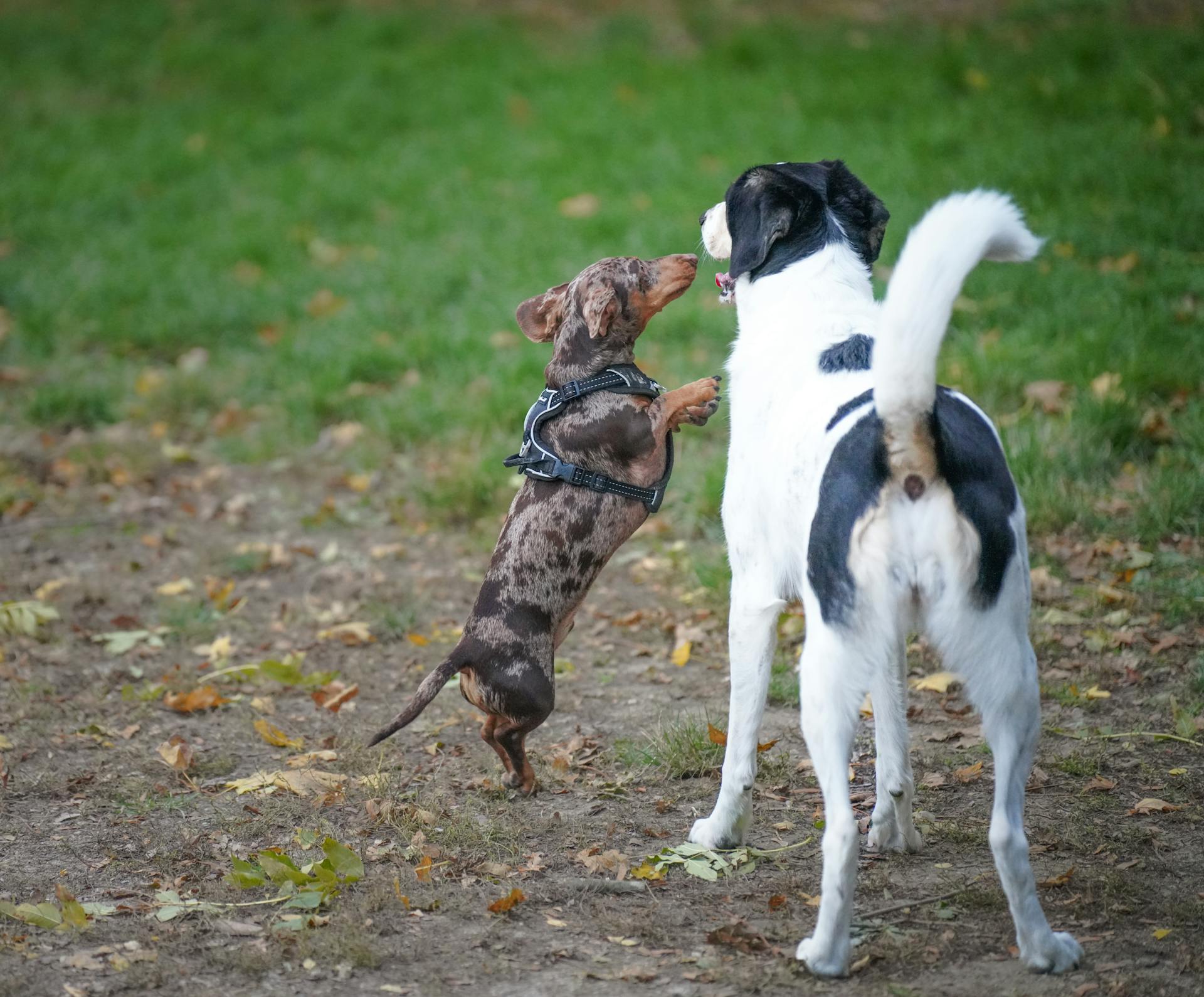 Un teckel et un chien noir jouent dehors