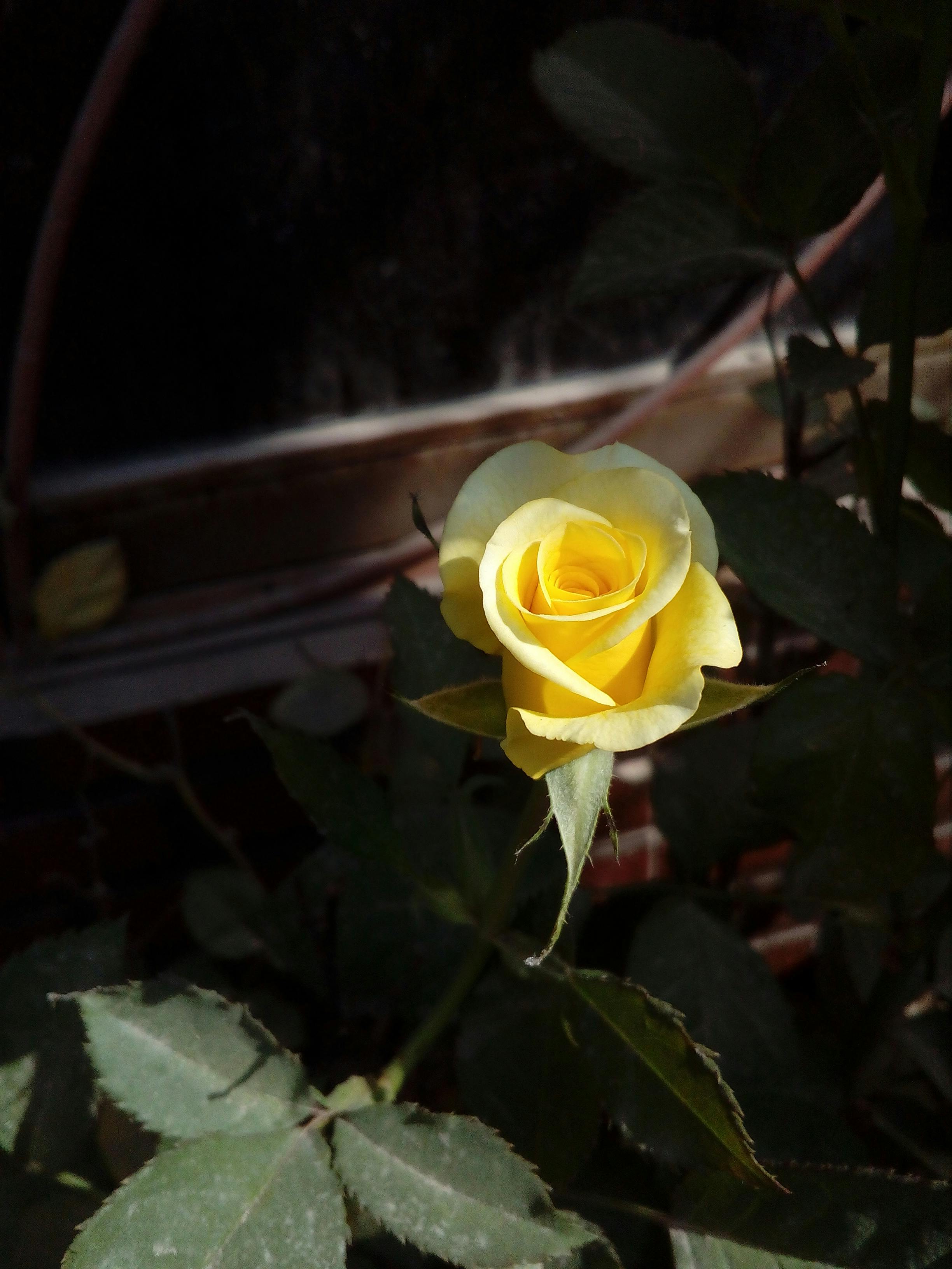 Rose Plant In Soil Photos, Download The BEST Free Rose Plant In Soil