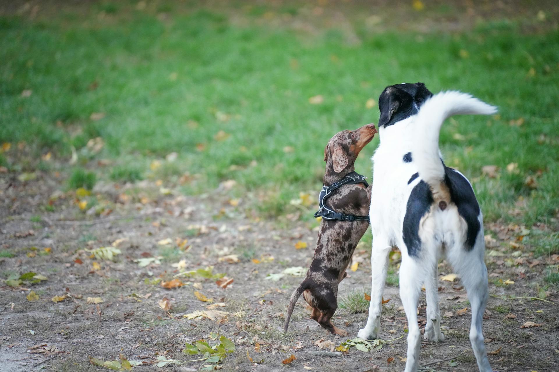 Cute dogs playing together in green park