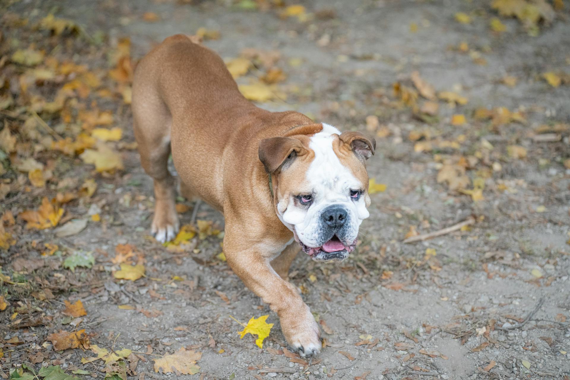 Un charmant bouledogue anglais se promène en automne