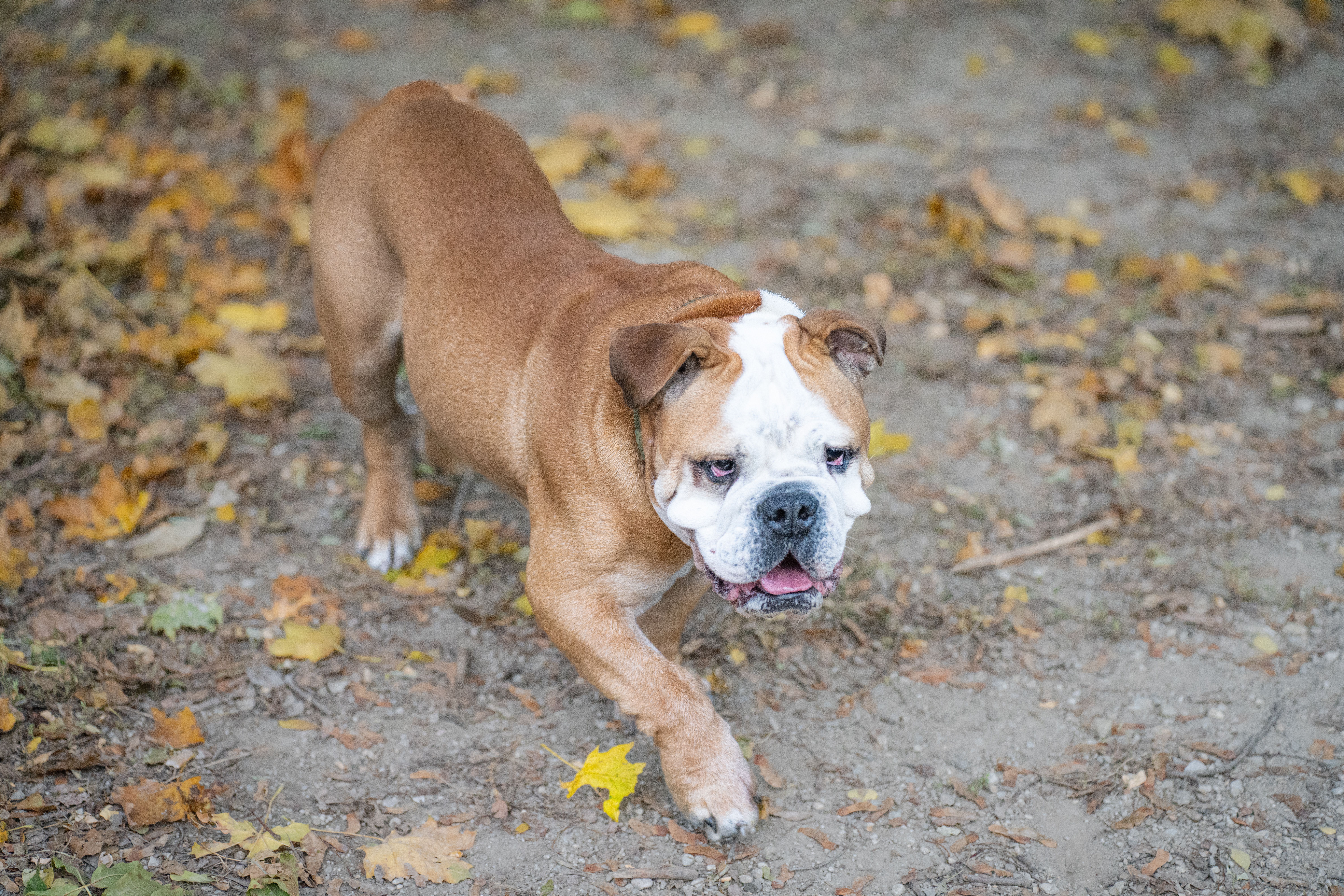 dog-walking-club-photos-download-the-best-free-dog-walking-club-stock
