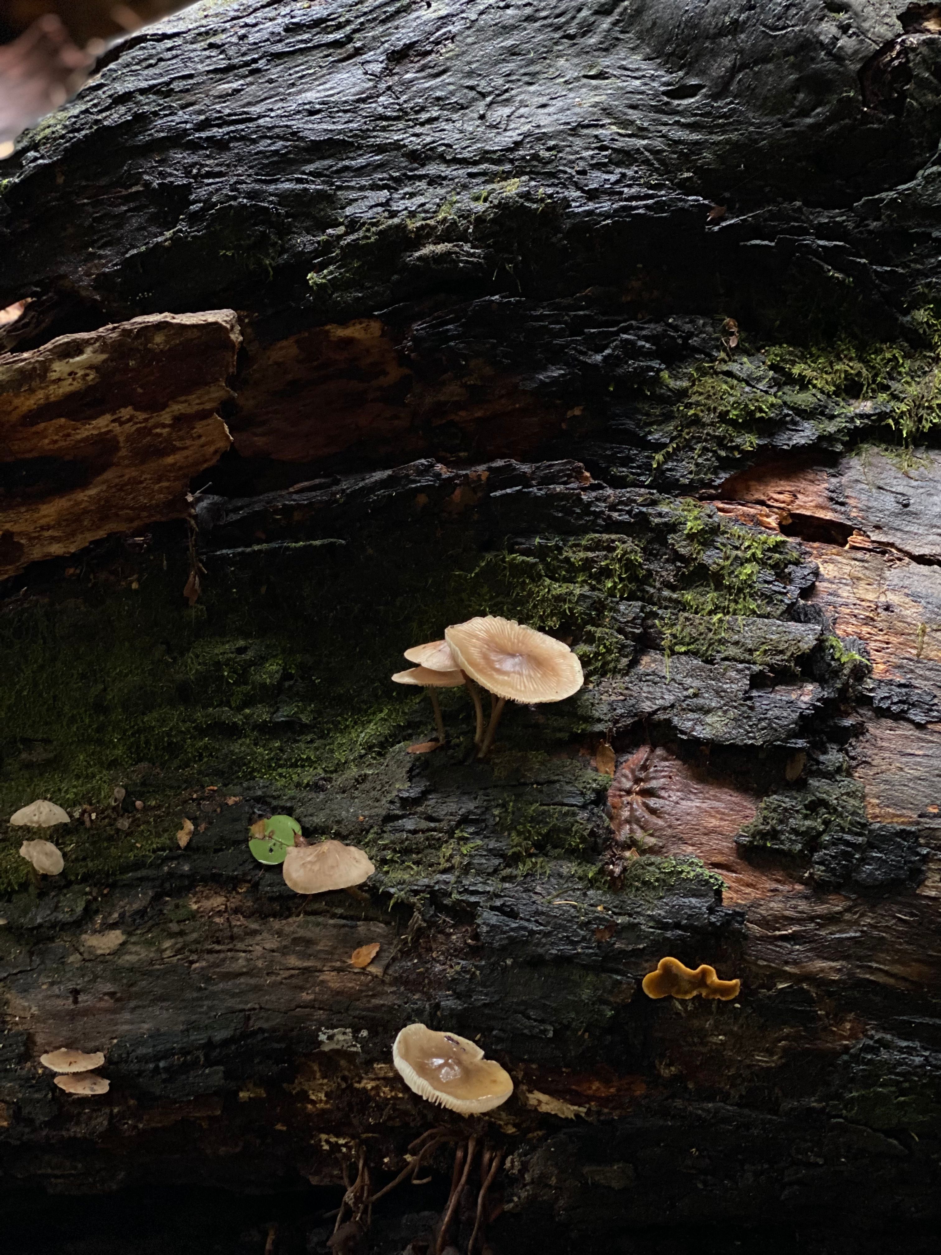 Mushrooms Growing on Mossy Fallen Log in Forest · Free Stock Photo