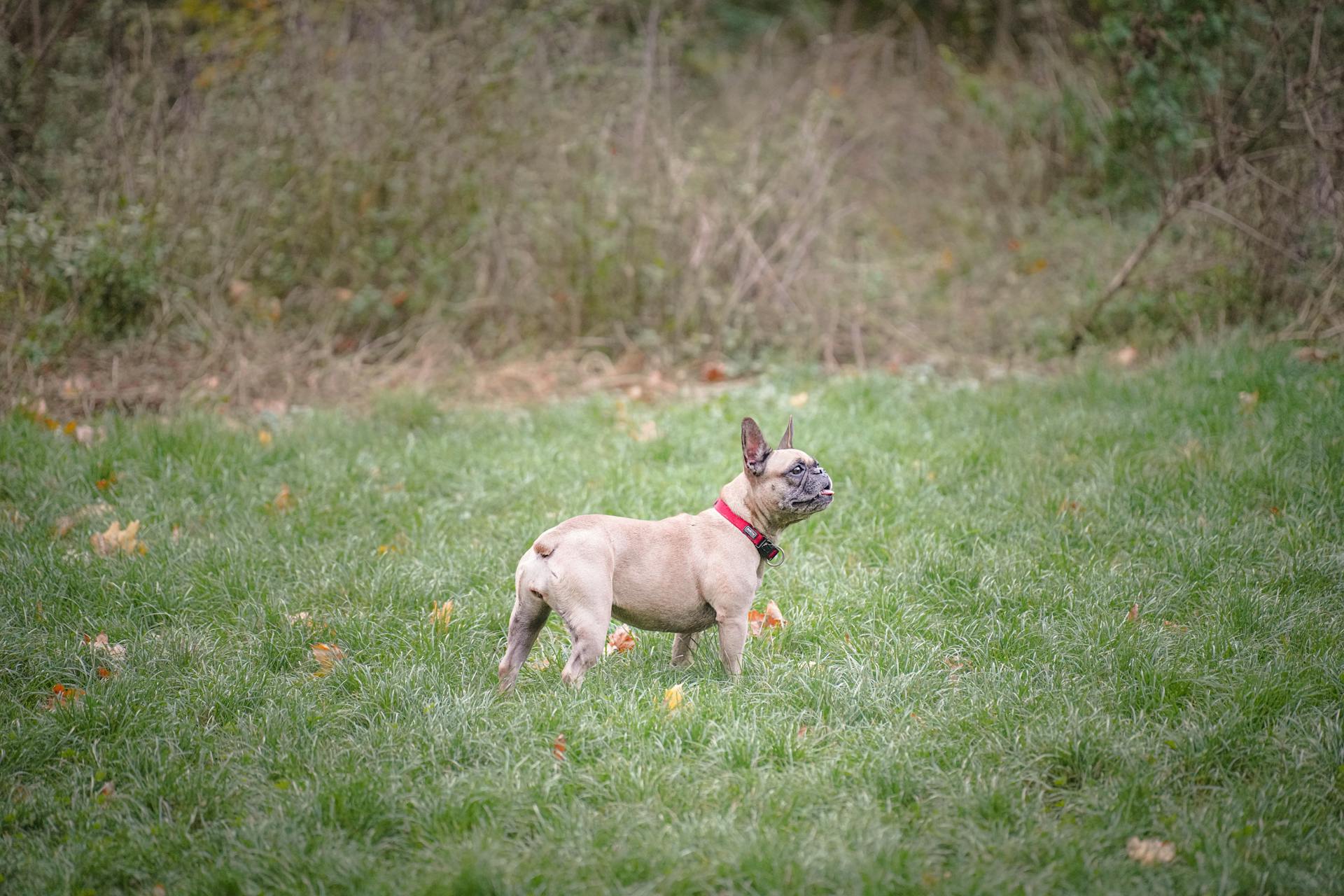 French Bulldog Standing in Lush Green Park