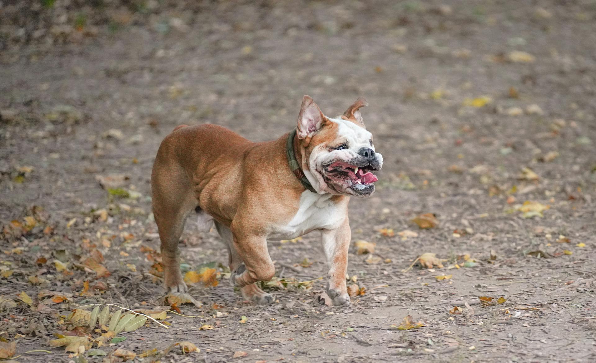 Un bouledogue anglais se promène dans le parc d'automne