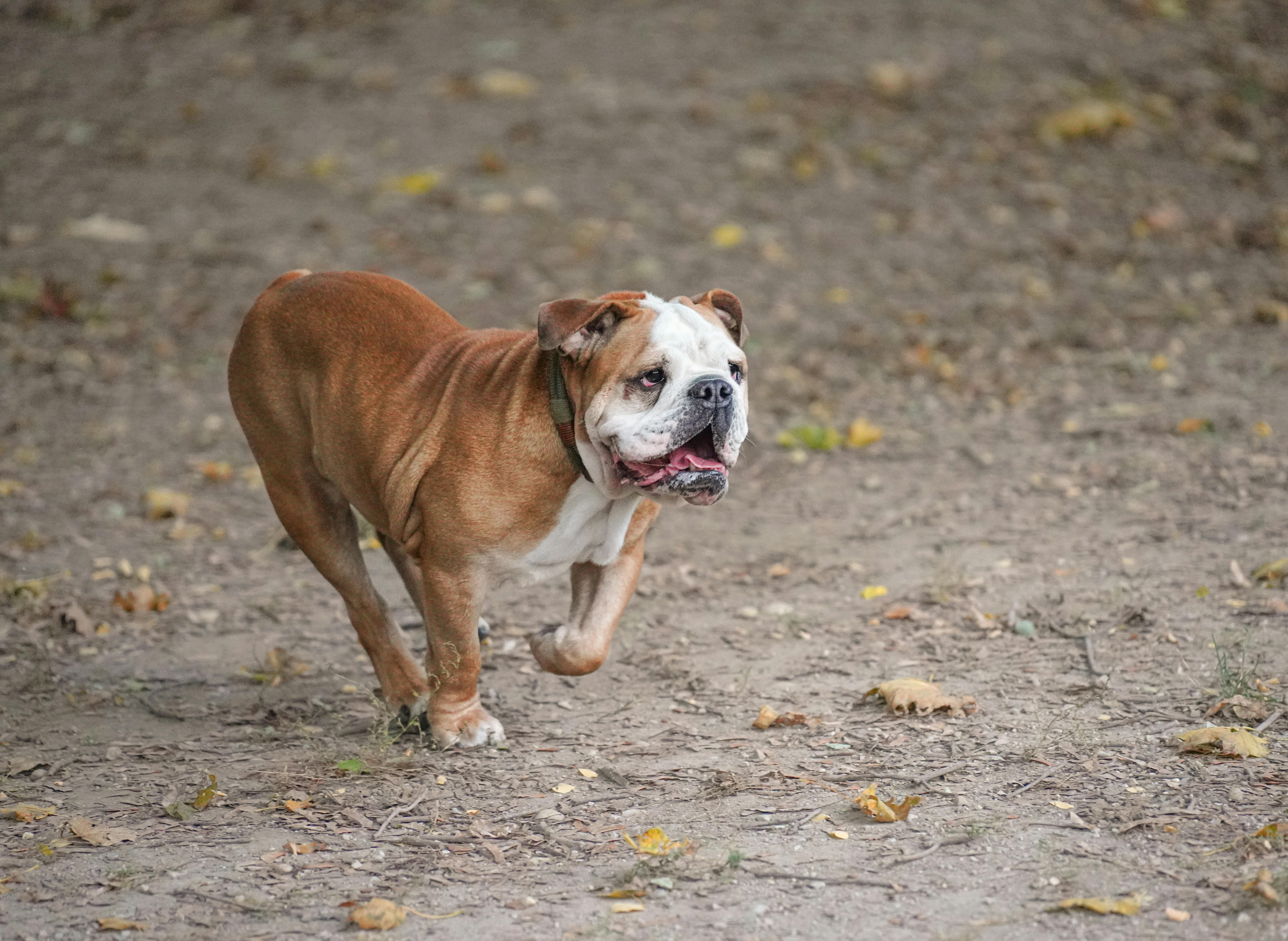 English bulldog running outdoors in autumn