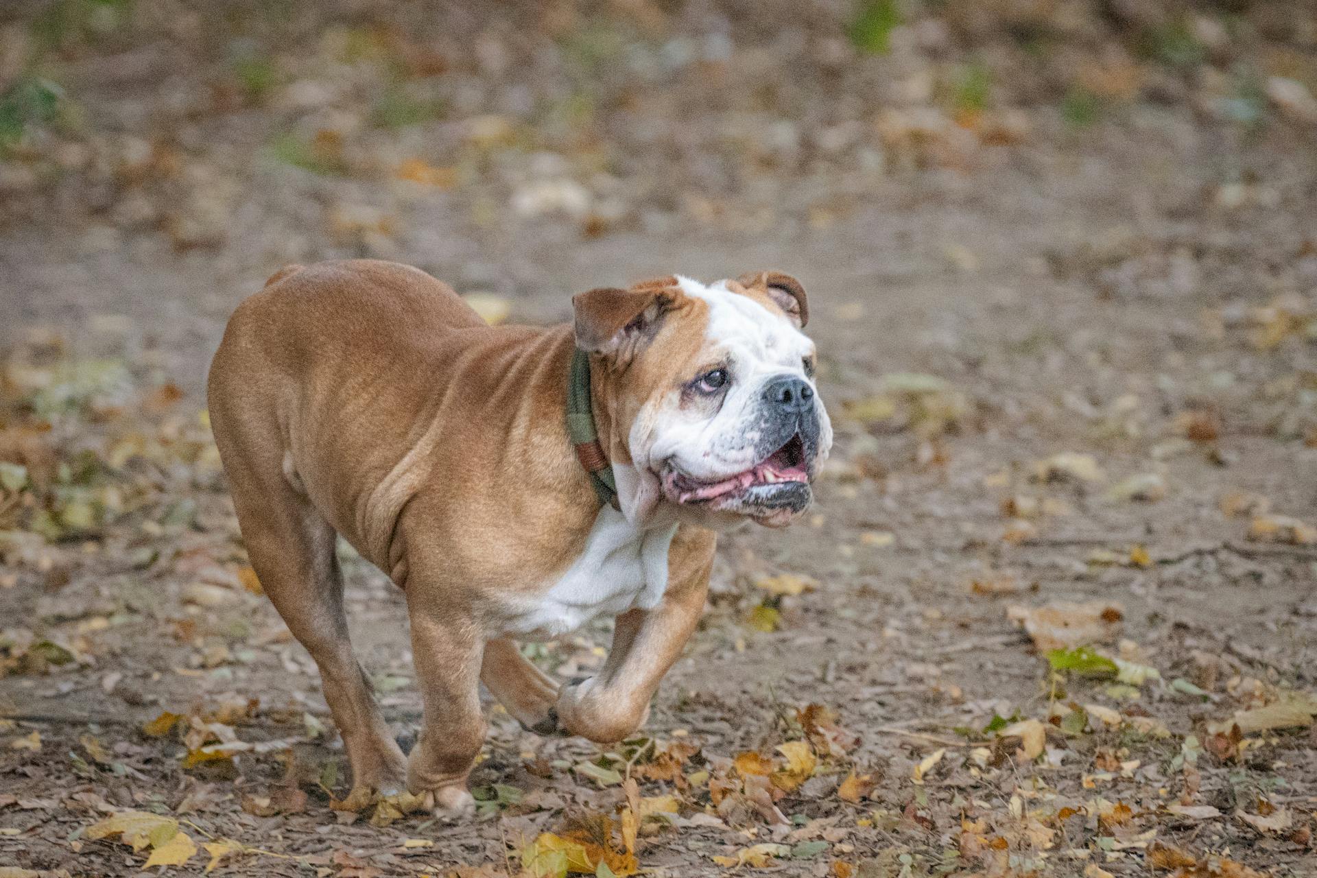 Engelsk bulldog som springer i höstparken