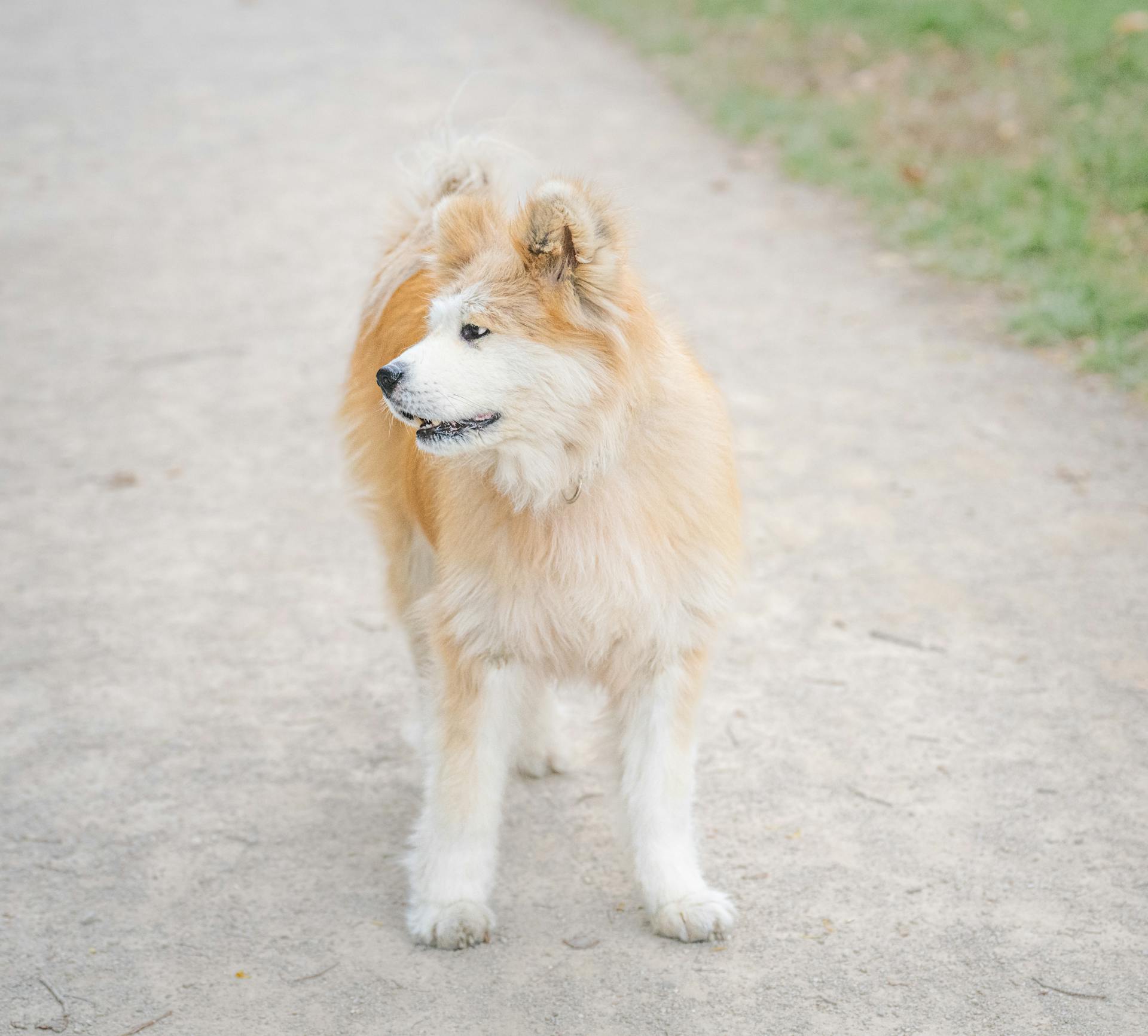 Akita Dog Standing on Path Outdoors