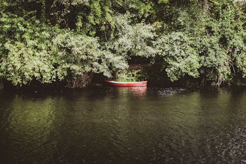 Gratis stockfoto met aangemeerd, bomen, boot