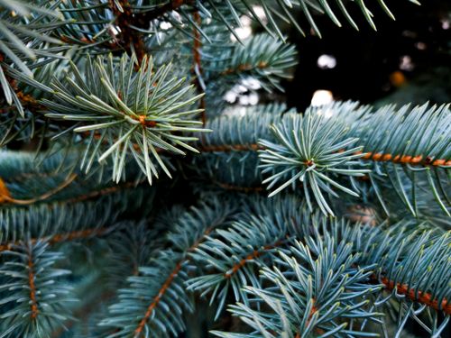 Free Detailed view of blue spruce needles showcasing rich green hues outdoors in Edmonton, Canada. Stock Photo