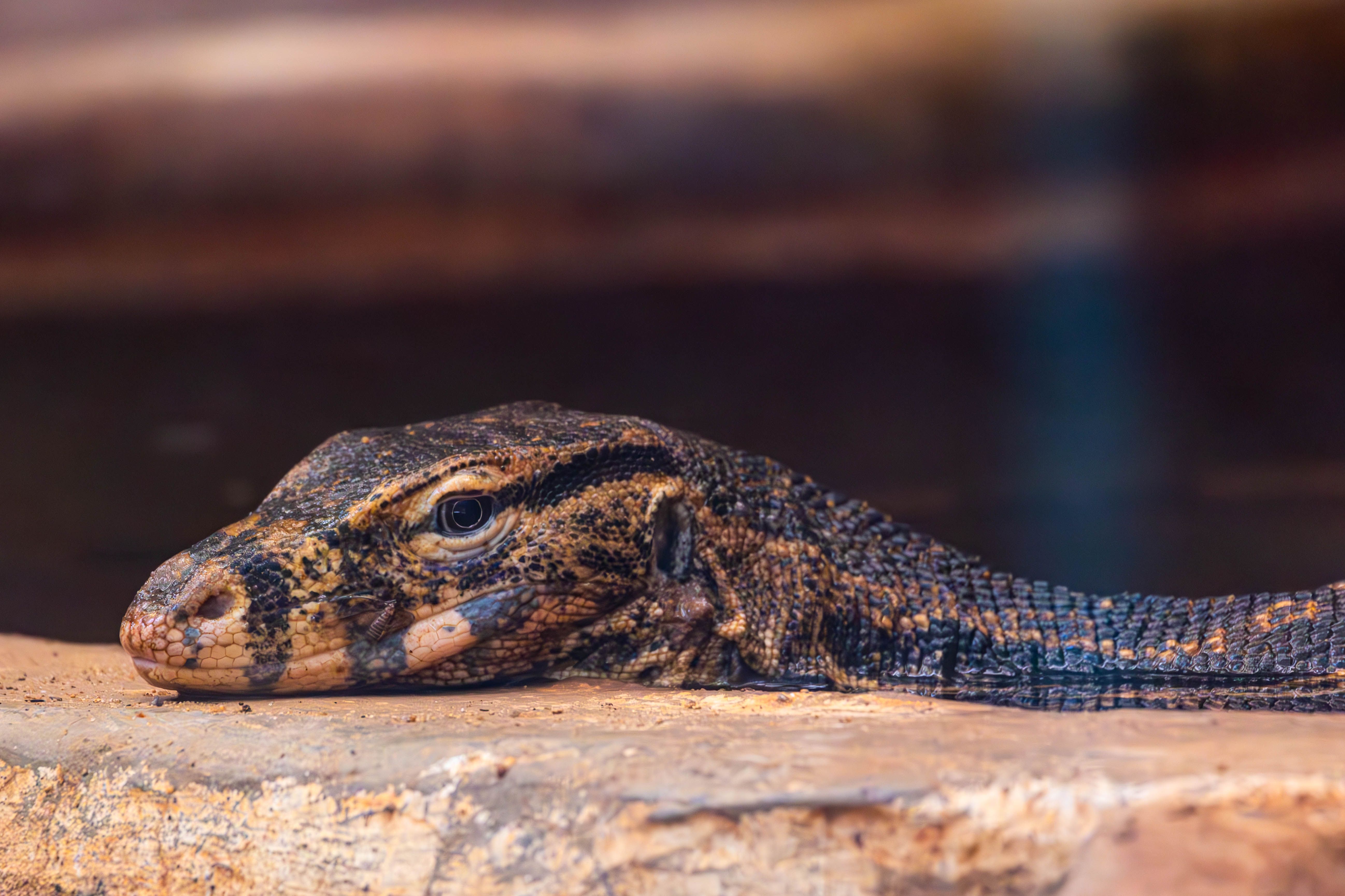 Close-up of a Monitor Lizard Resting on a Rock · Free Stock Photo