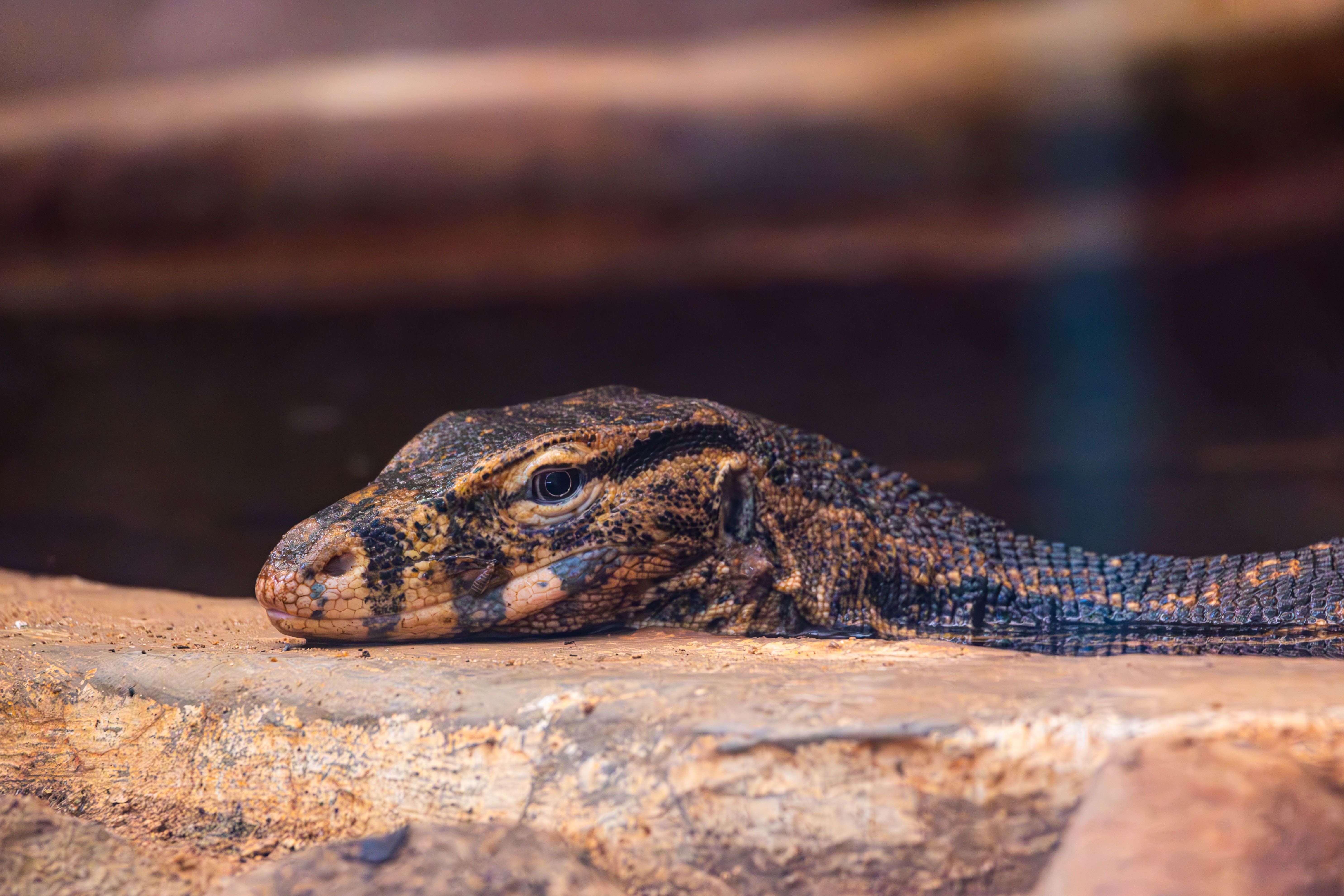 Close-up image of a monitor lizard resting on rocks, showcasing its textured skin and serene demeanor.