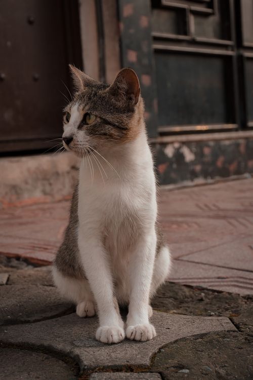 Free Charming street cat sitting in an urban environment in Arhavi, Türkiye under soft sunlight. Stock Photo