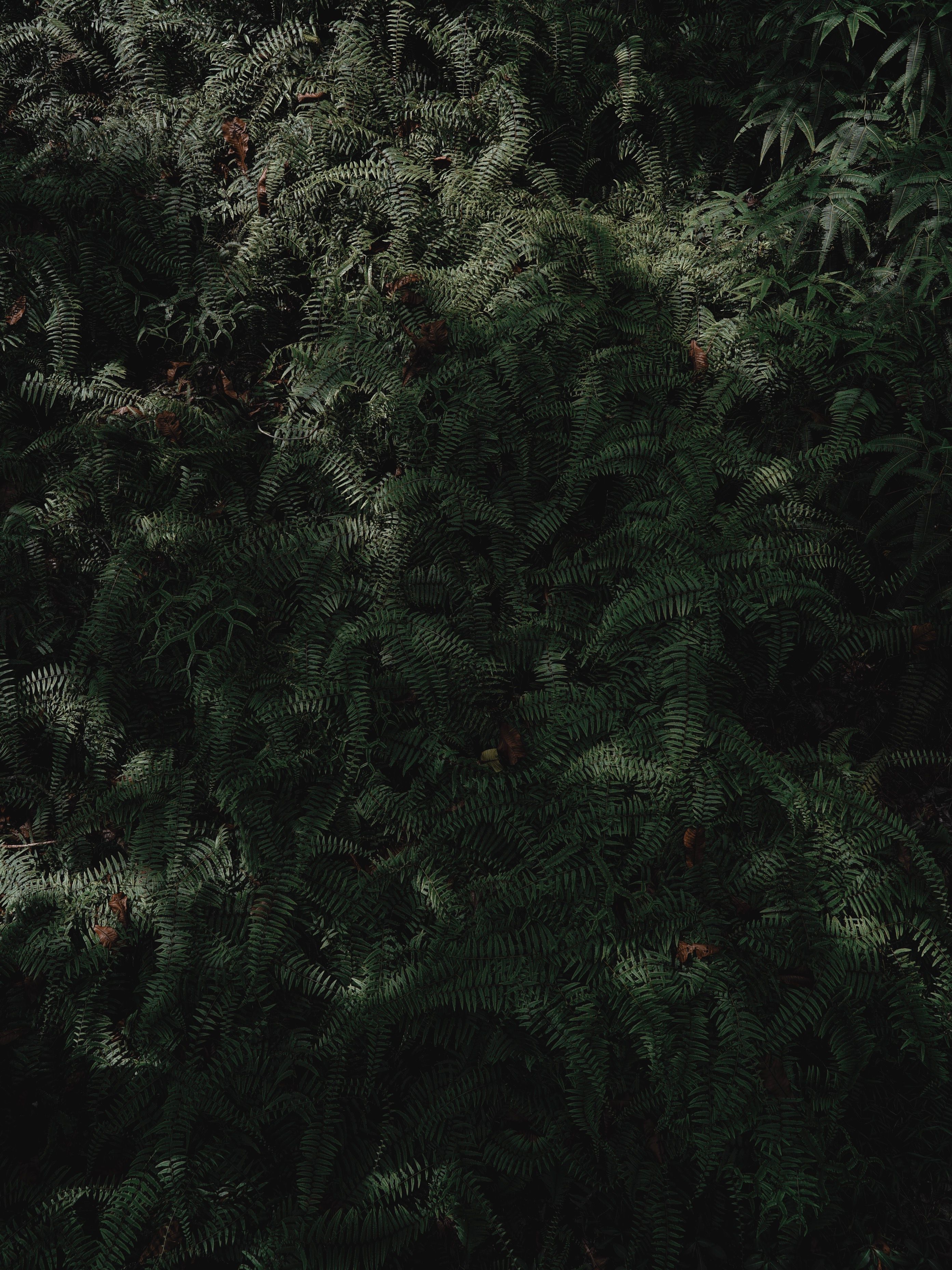 Dense growth of lush green fern leaves creating a natural background.