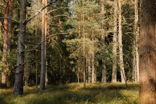 Tranquil forest scene with tall pines and gentle sunlight filtering through.