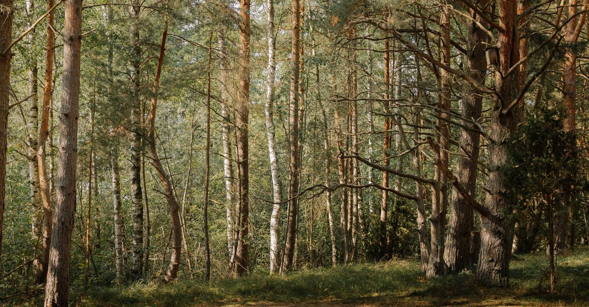 Sunlit pine forest scene capturing tranquility and natural beauty under daylight.