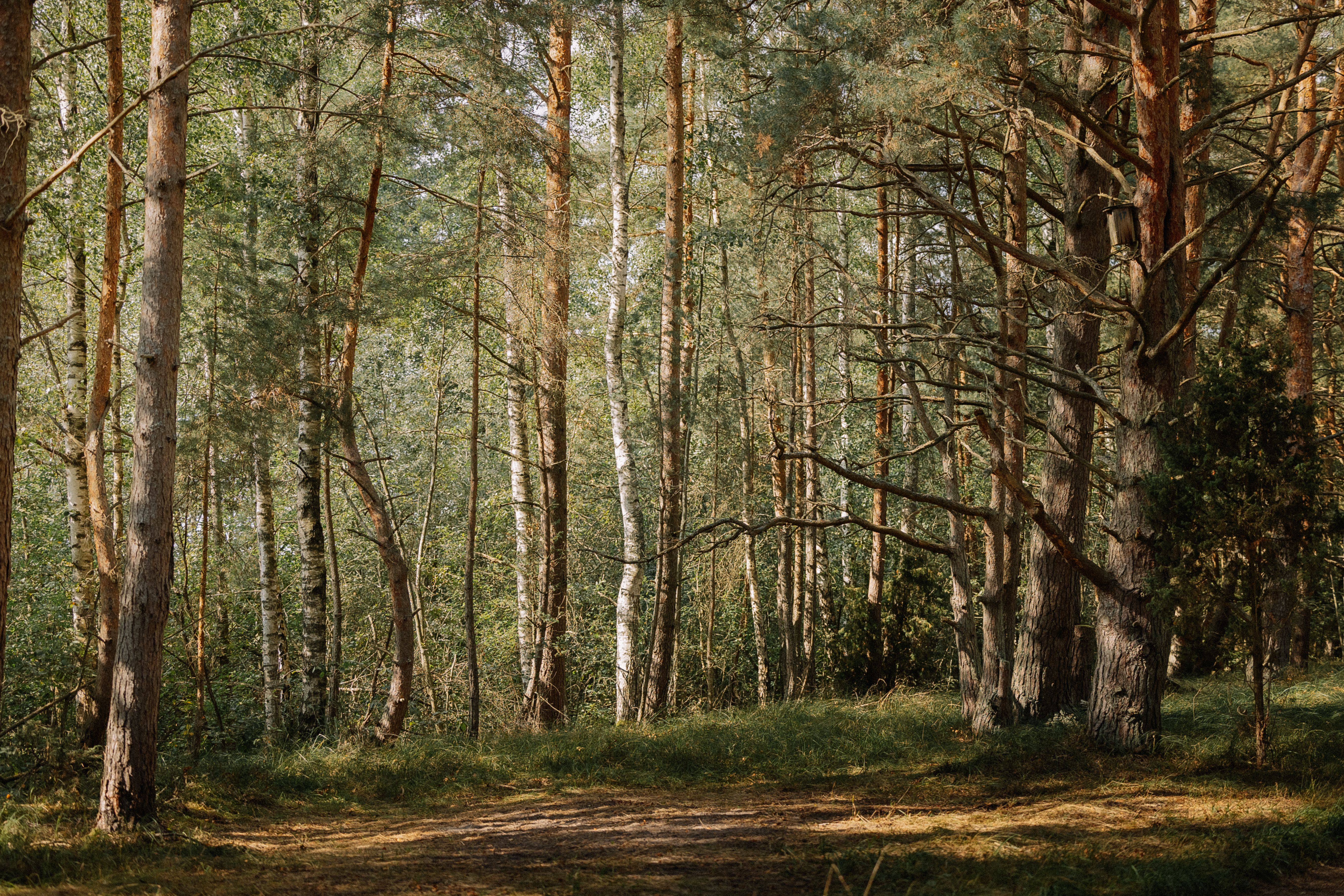 Serene Pine Forest with Sunlit Pathway · Free Stock Photo