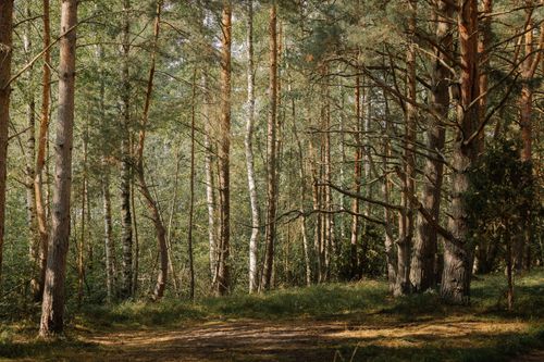 Free Sunlit pine forest scene capturing tranquility and natural beauty under daylight. Stock Photo