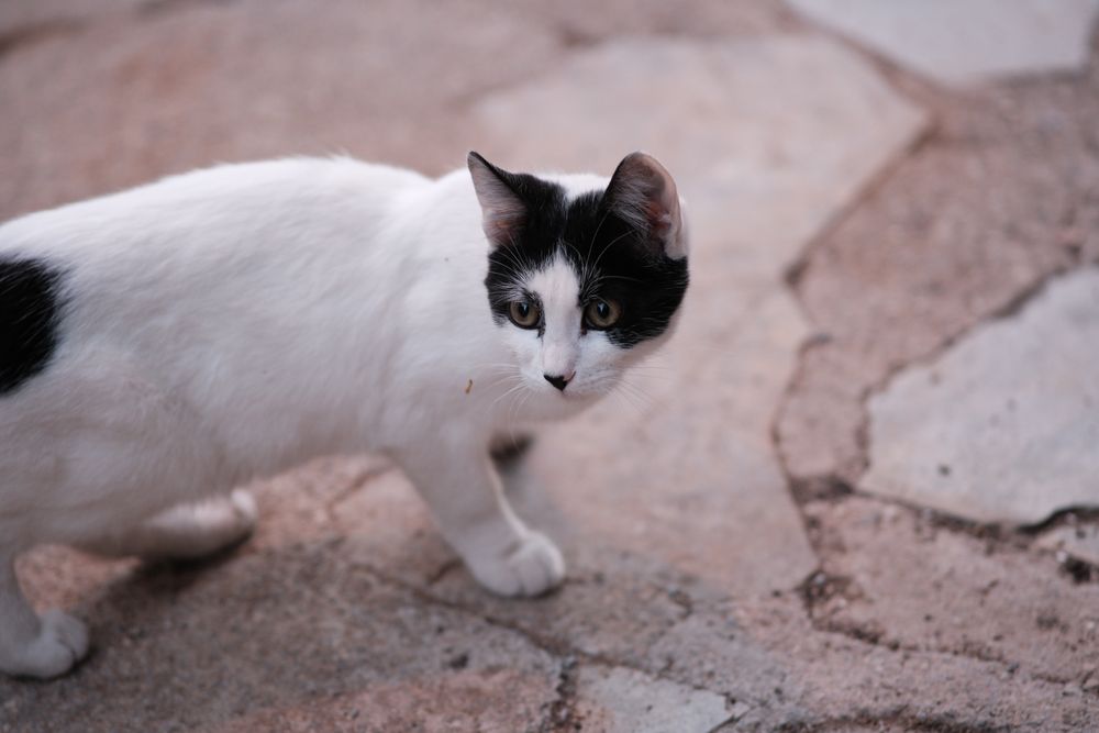 Black and white tuxedo cat standing outdoors