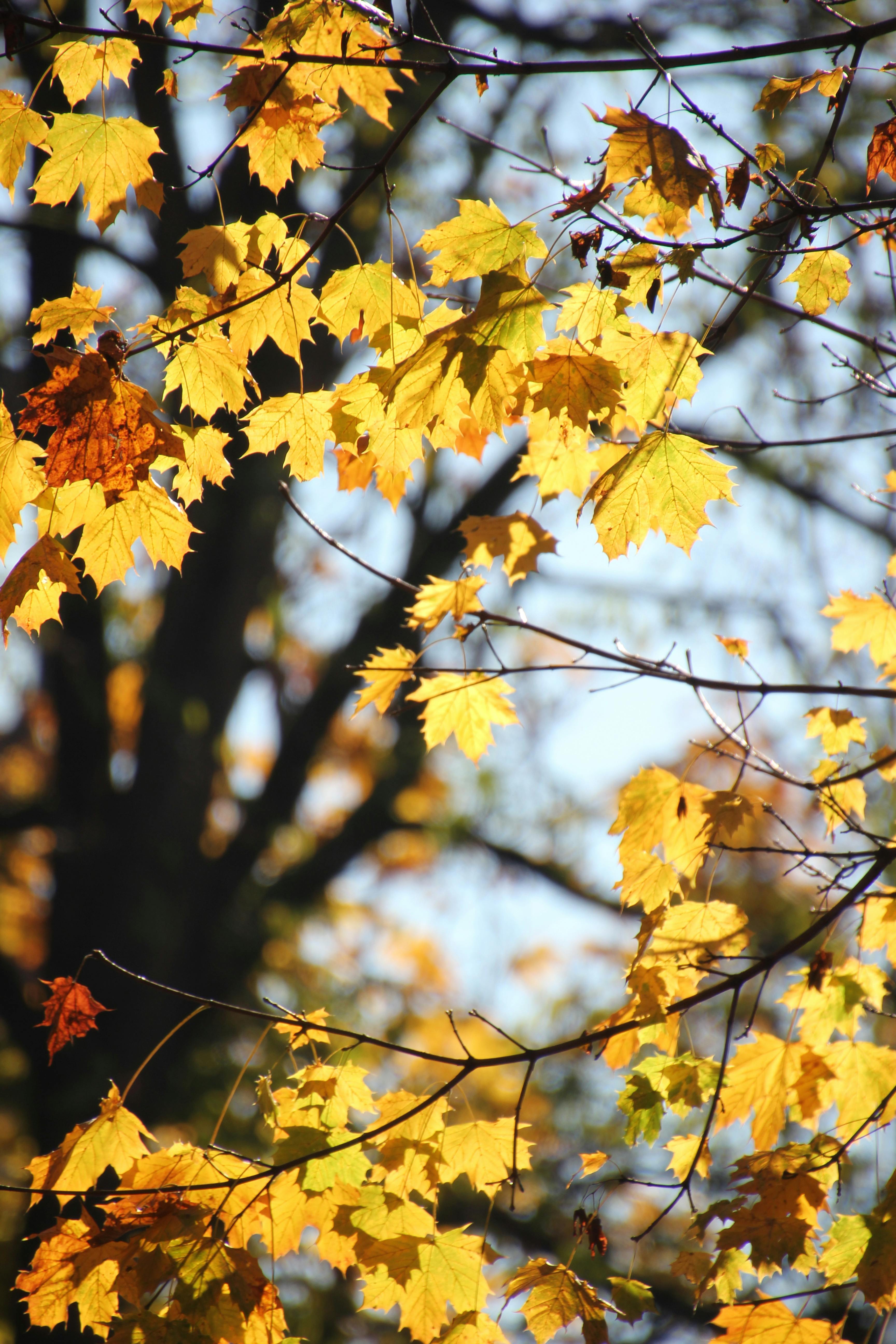 Bright yellow maple leaves illuminated by sunlight in a serene autumn setting.