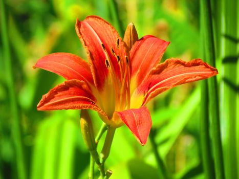 orange daylily flower