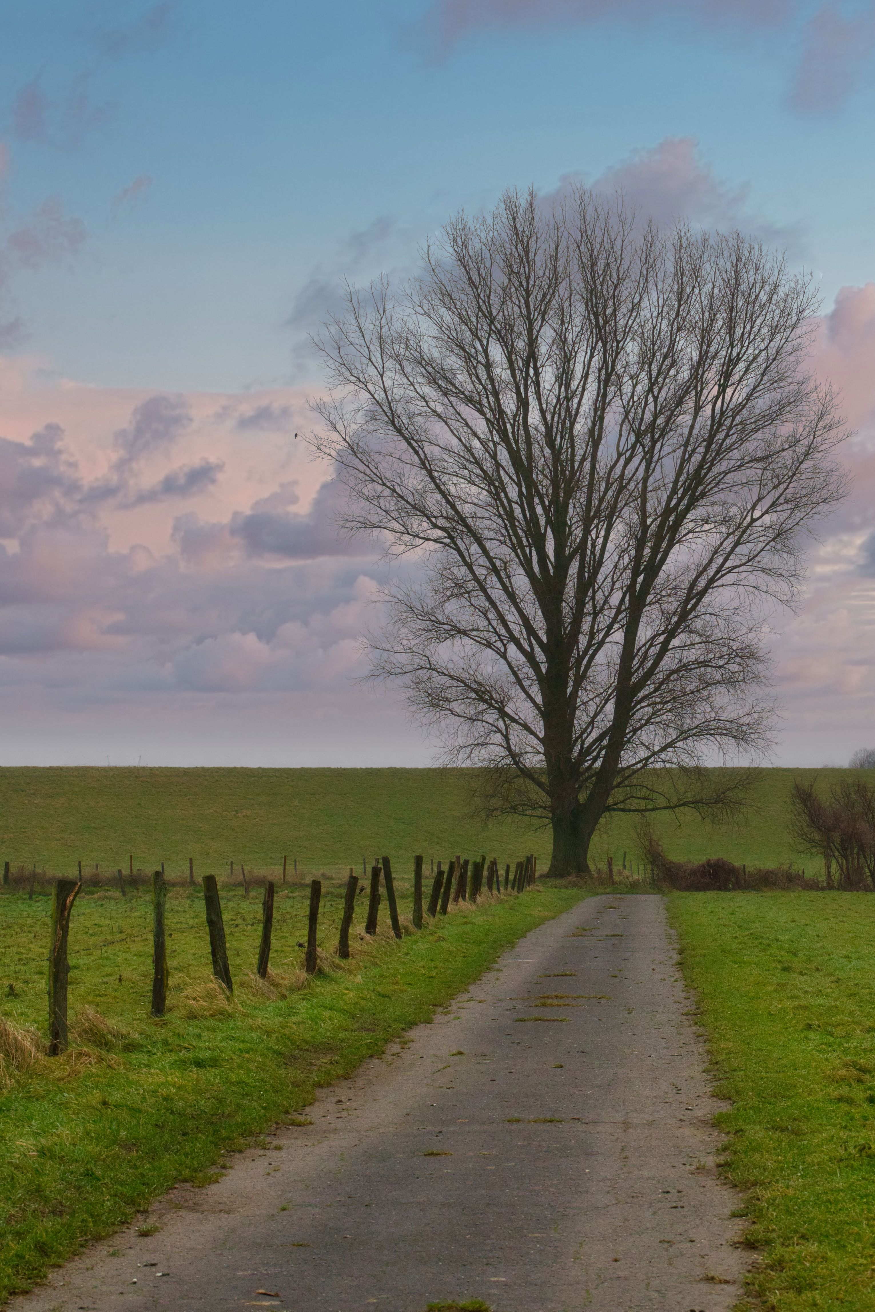 Serene Rural Landscape with Lone Tree · Free Stock Photo