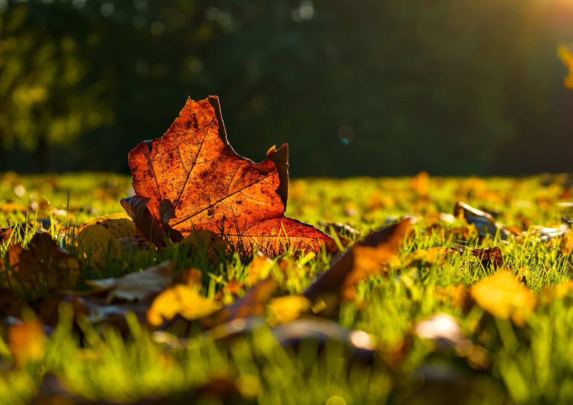 Goldener Oktober Sonderform