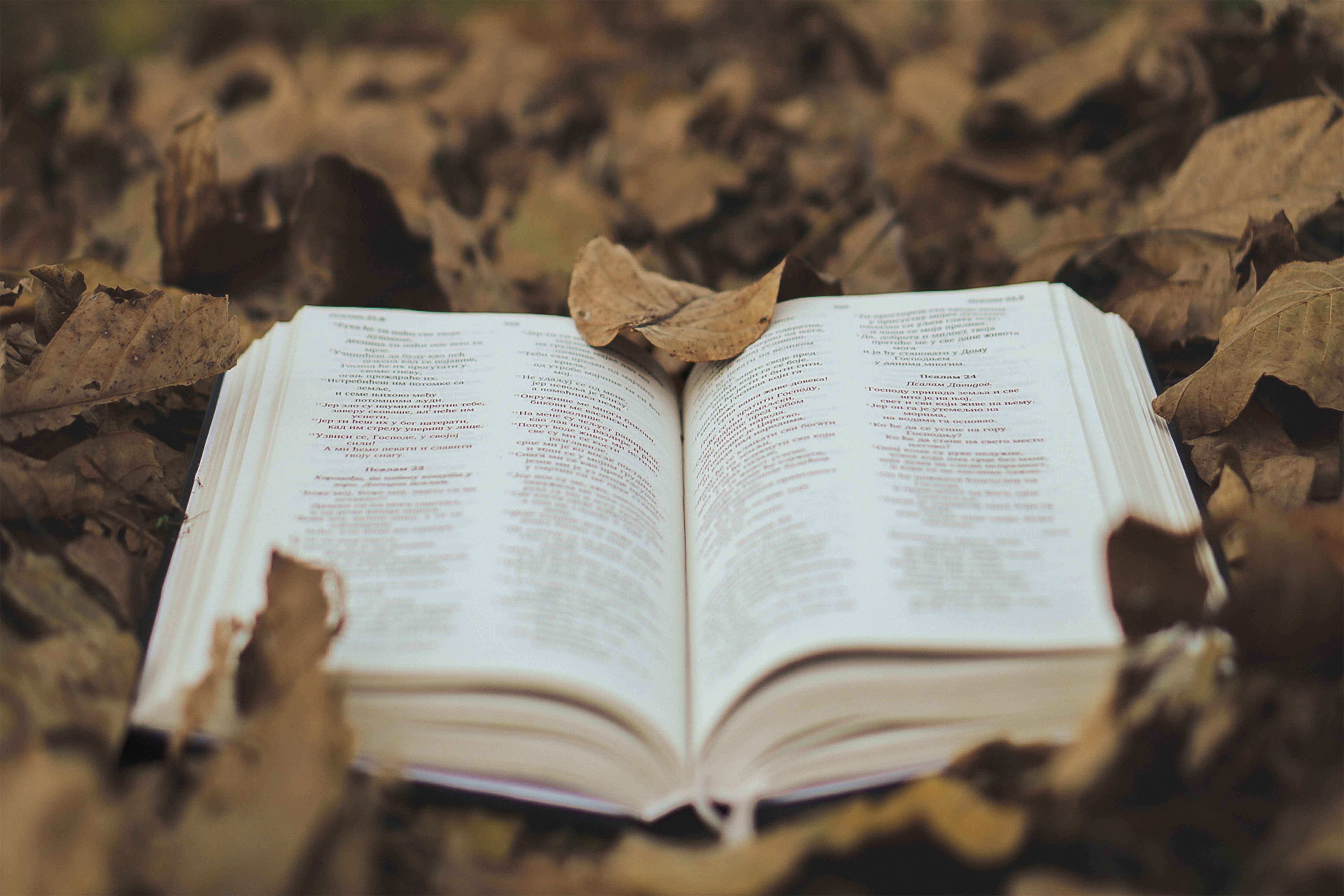 Open Book Amid Autumn Leaves Dramatic Scene · Free Stock Photo