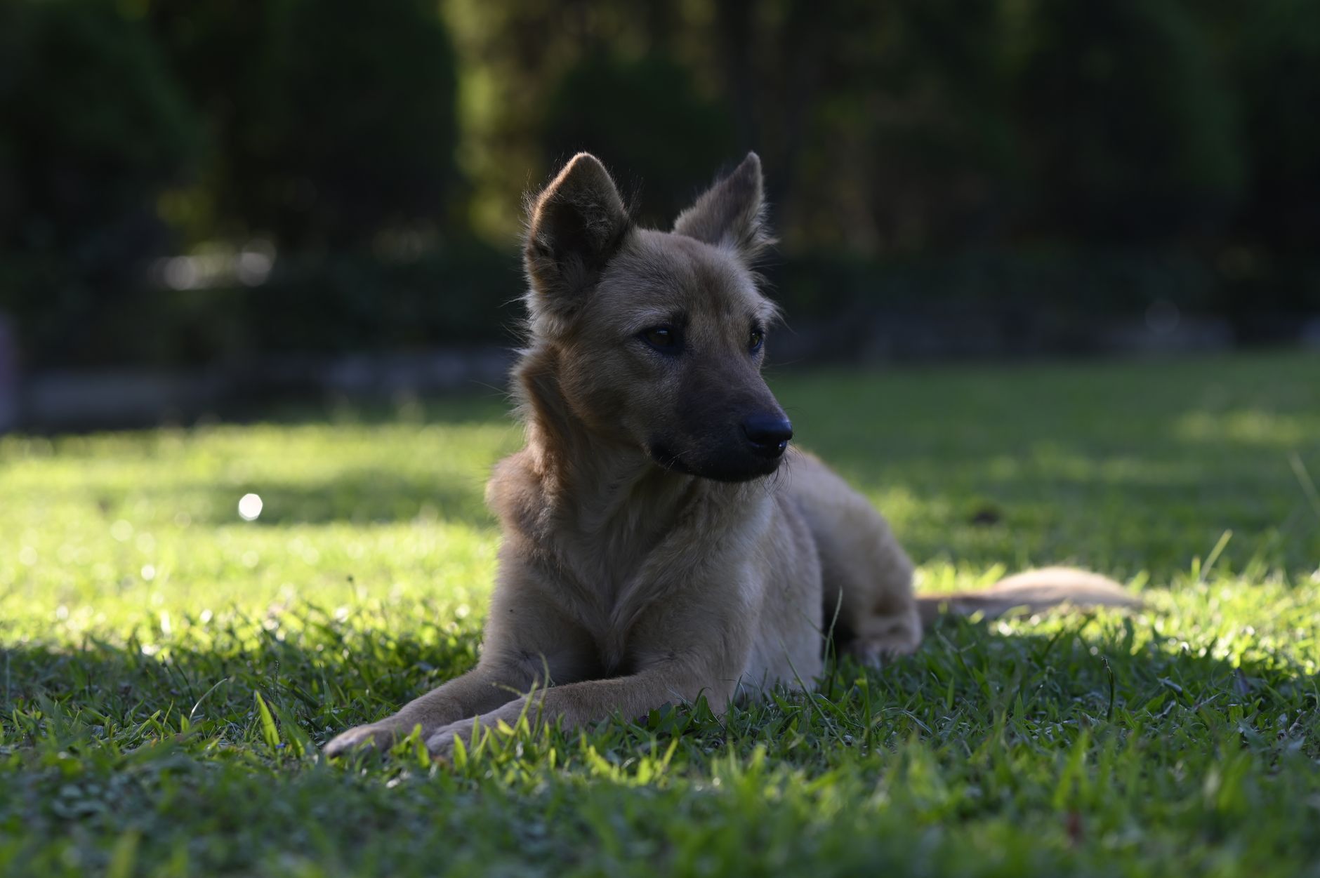 Portrait of a dog at a veterinary clinic