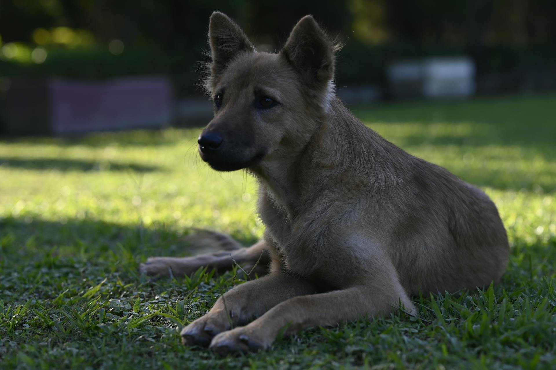 Free stock photo of active dog, active puppy, adorable dog