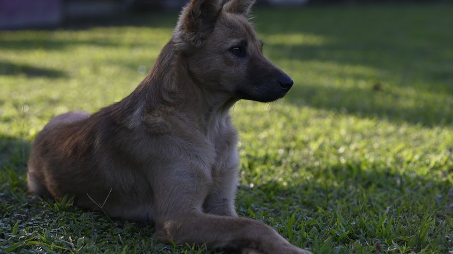 Chinese Crested, Kerry Blue, Schnauzer: Three Distinctive Low-Shed Dogs