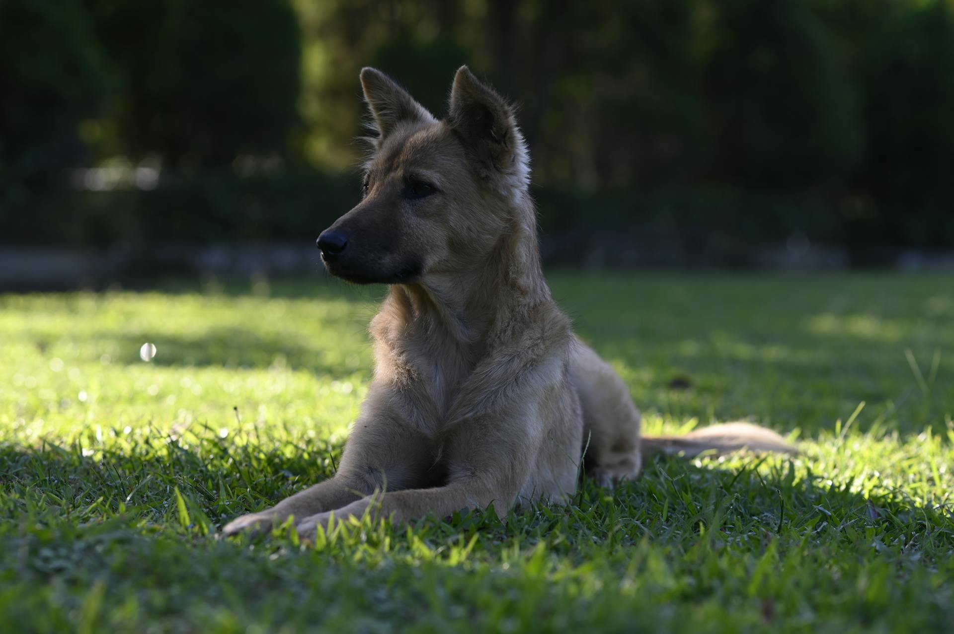 Free stock photo of active dog, active puppy, adorable dog