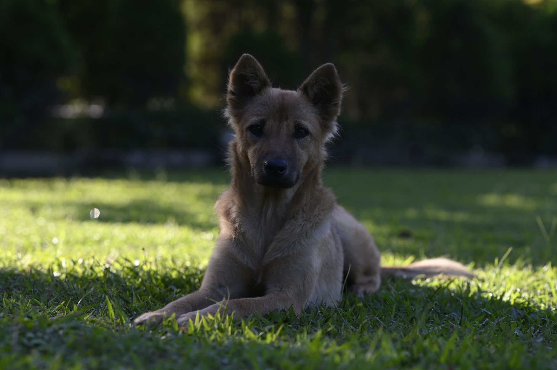 Portrait of a dog at a veterinary clinic
