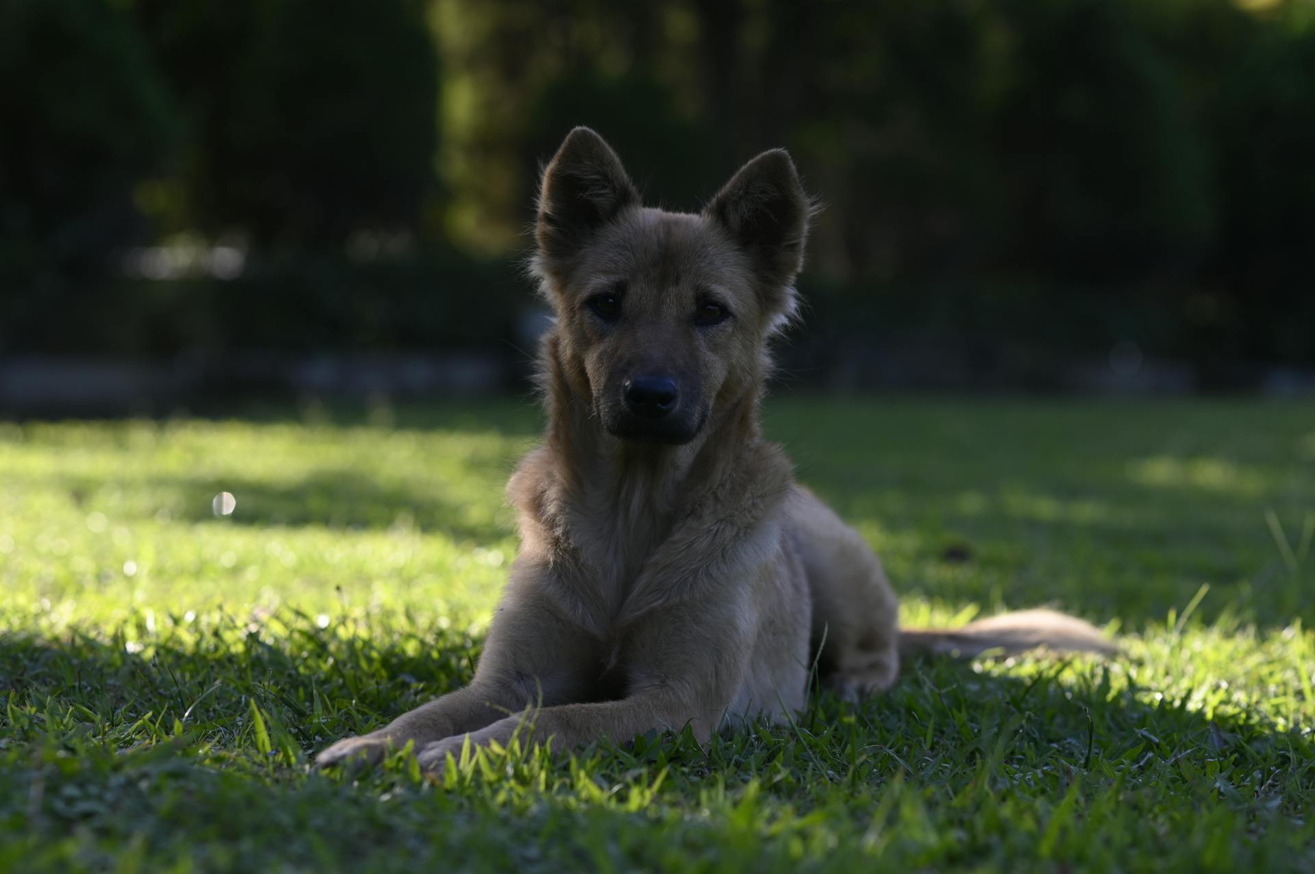 Photo de stock gratuite d'un chien actif, d'un chiot actif, d'un chien adorable