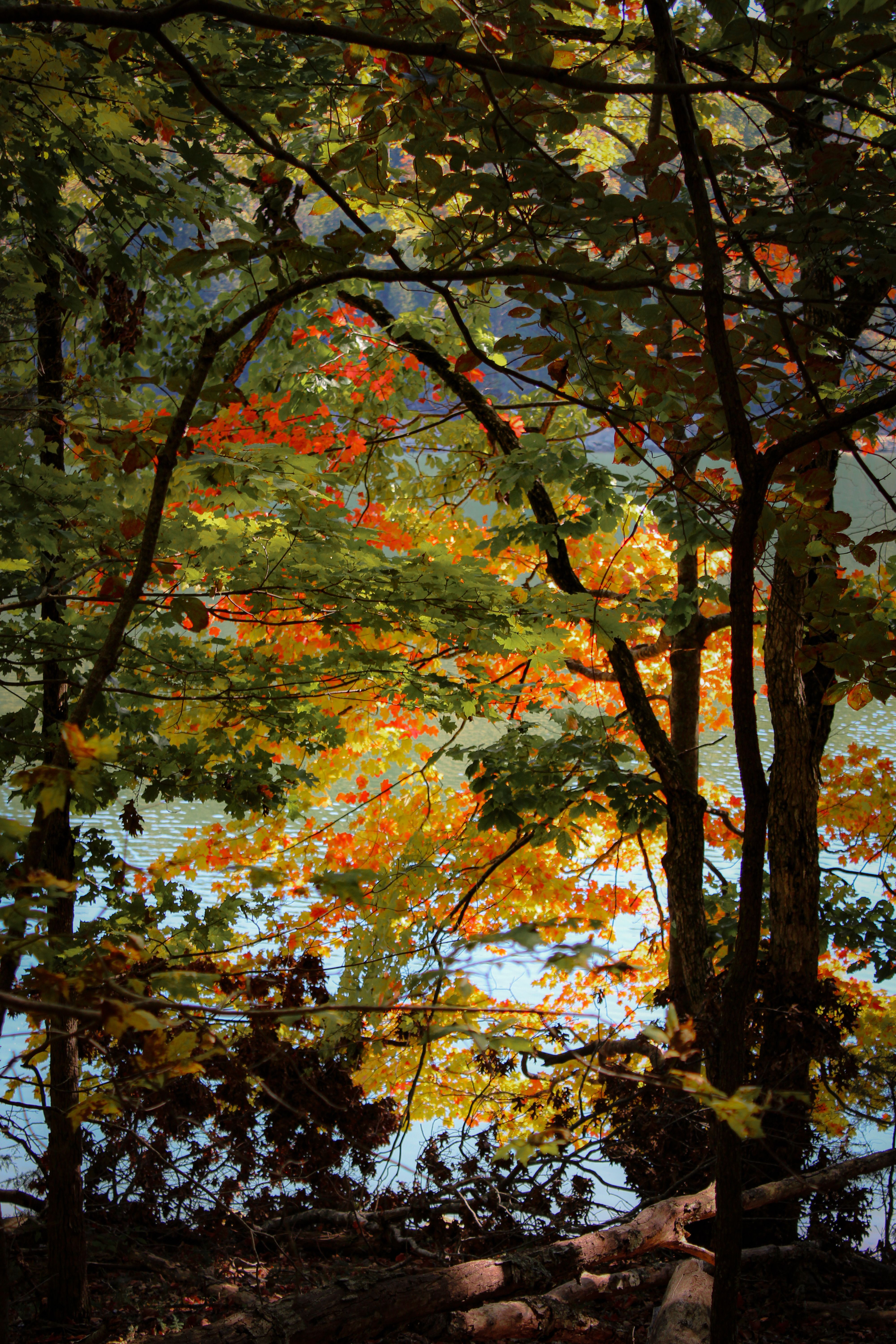 Serene Forest Lake in Vibrant Fall Colors · Free Stock Photo