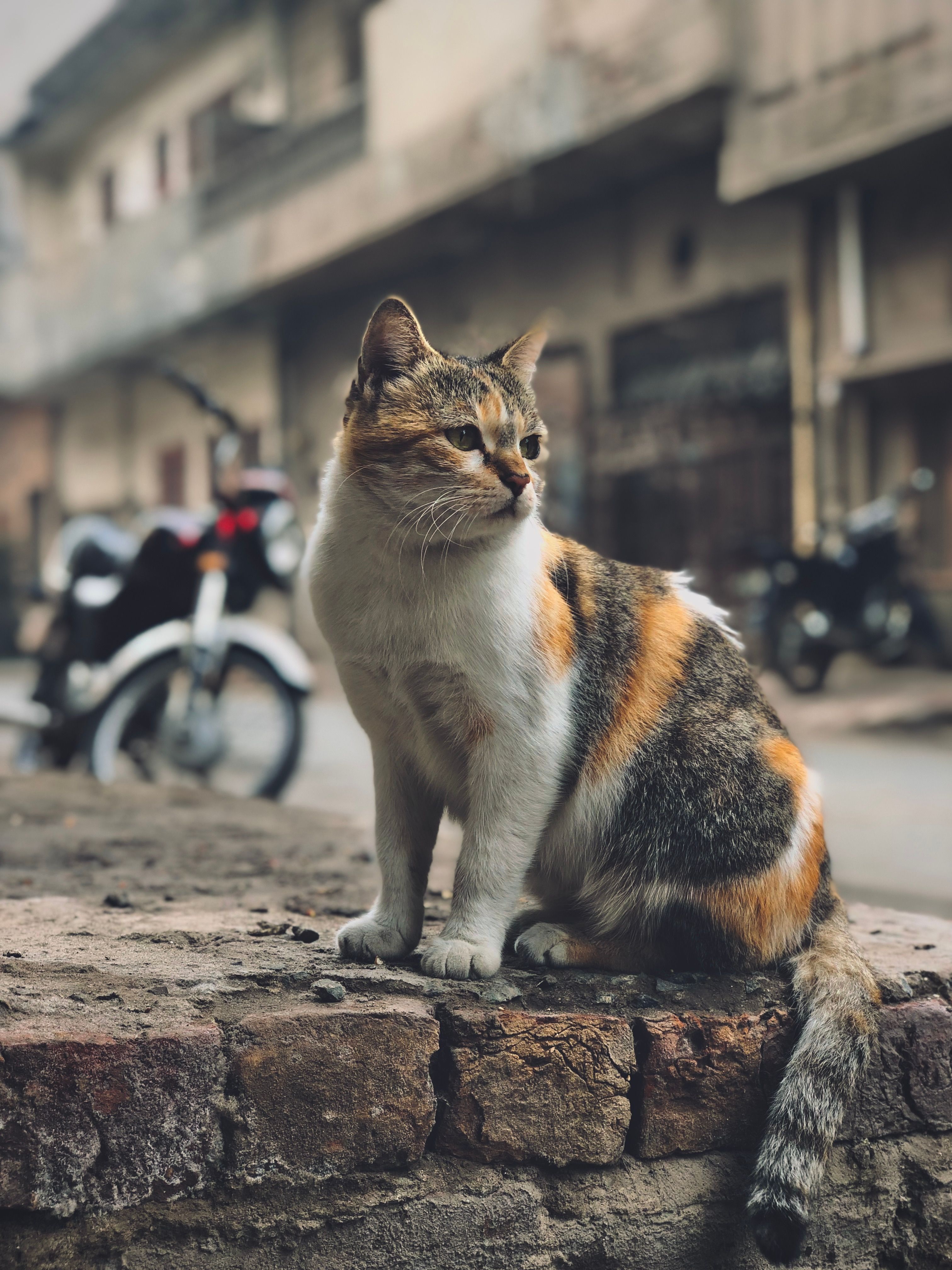 Calico Cat Sitting on Weathered Urban Wall · Free Stock Photo