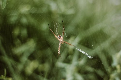 бесплатная коричневый паук аргиоп на веб селективной фотографии Стоковое фото