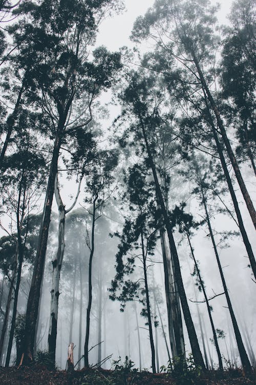 Prise De Vue En Contre Plongée De Grands Arbres