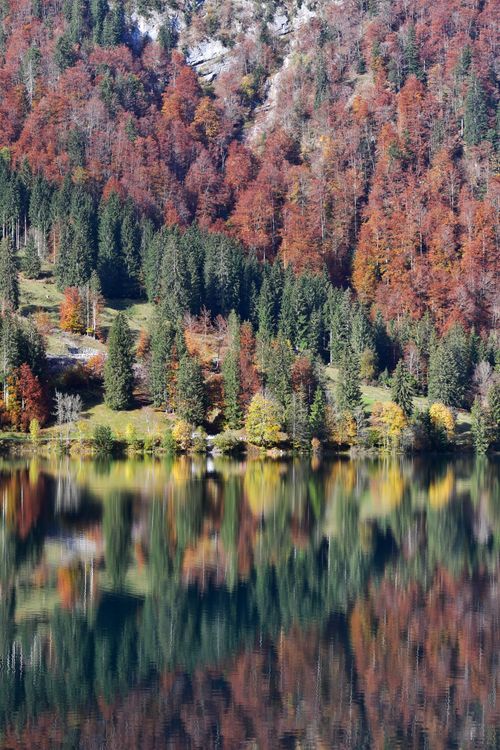 Fall Forest Reflection Stunning Autumn Forest Reflection by Lakeside · Free Stock Photo