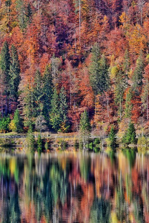 Fall Forest Reflection Vibrant Autumn Forest Reflection on Lake · Free Stock Photo