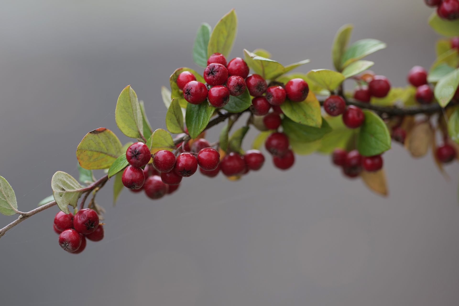 Vibrant Red Cotoneaster Berries in Autumn