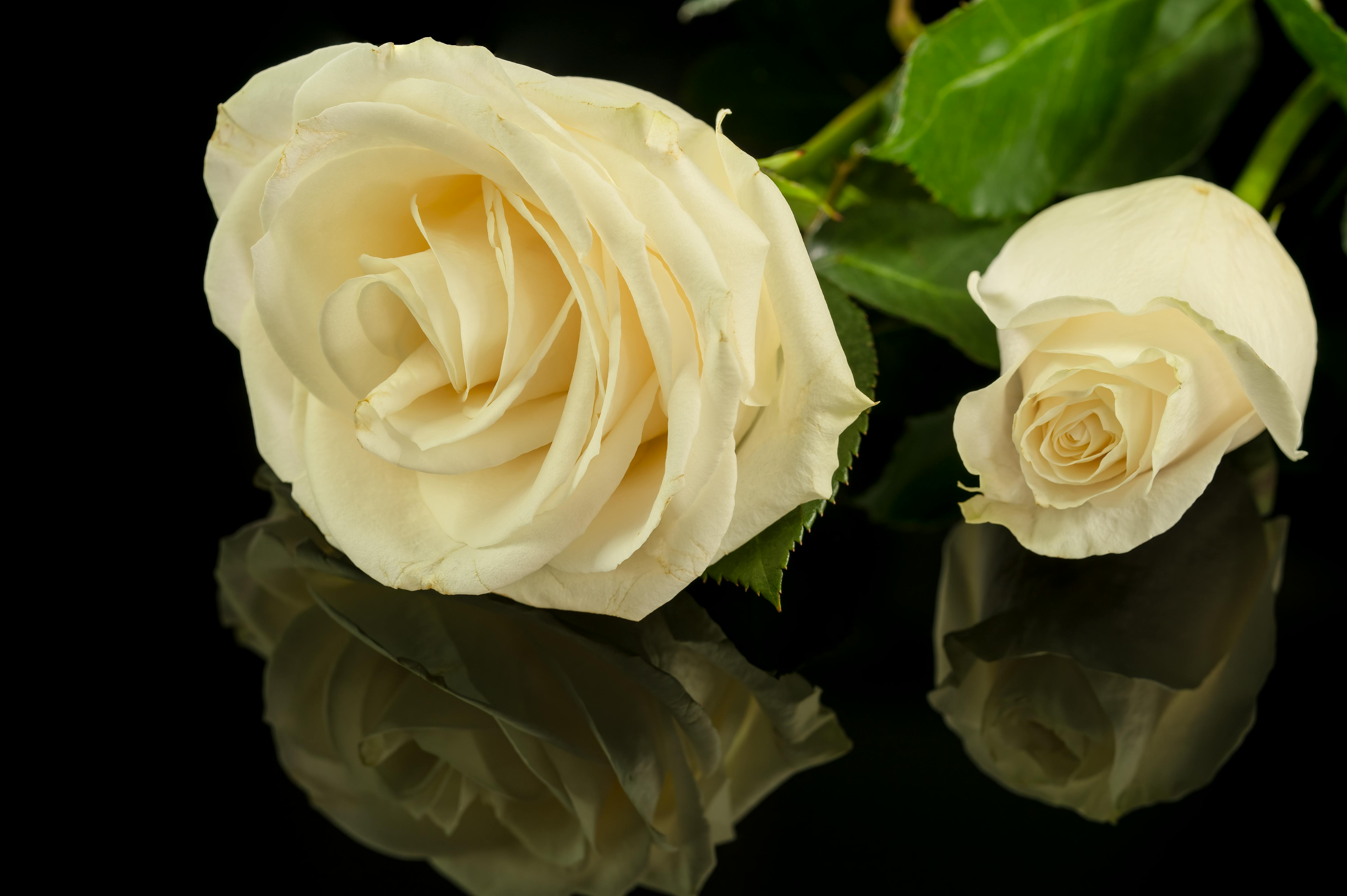 Elegant White Roses Reflected on Black Surface · Free Stock Photo