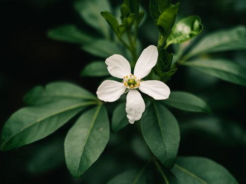 Free A close-up view of a white flower surrounded by green leaves, showcasing natural beauty. Stock Photo