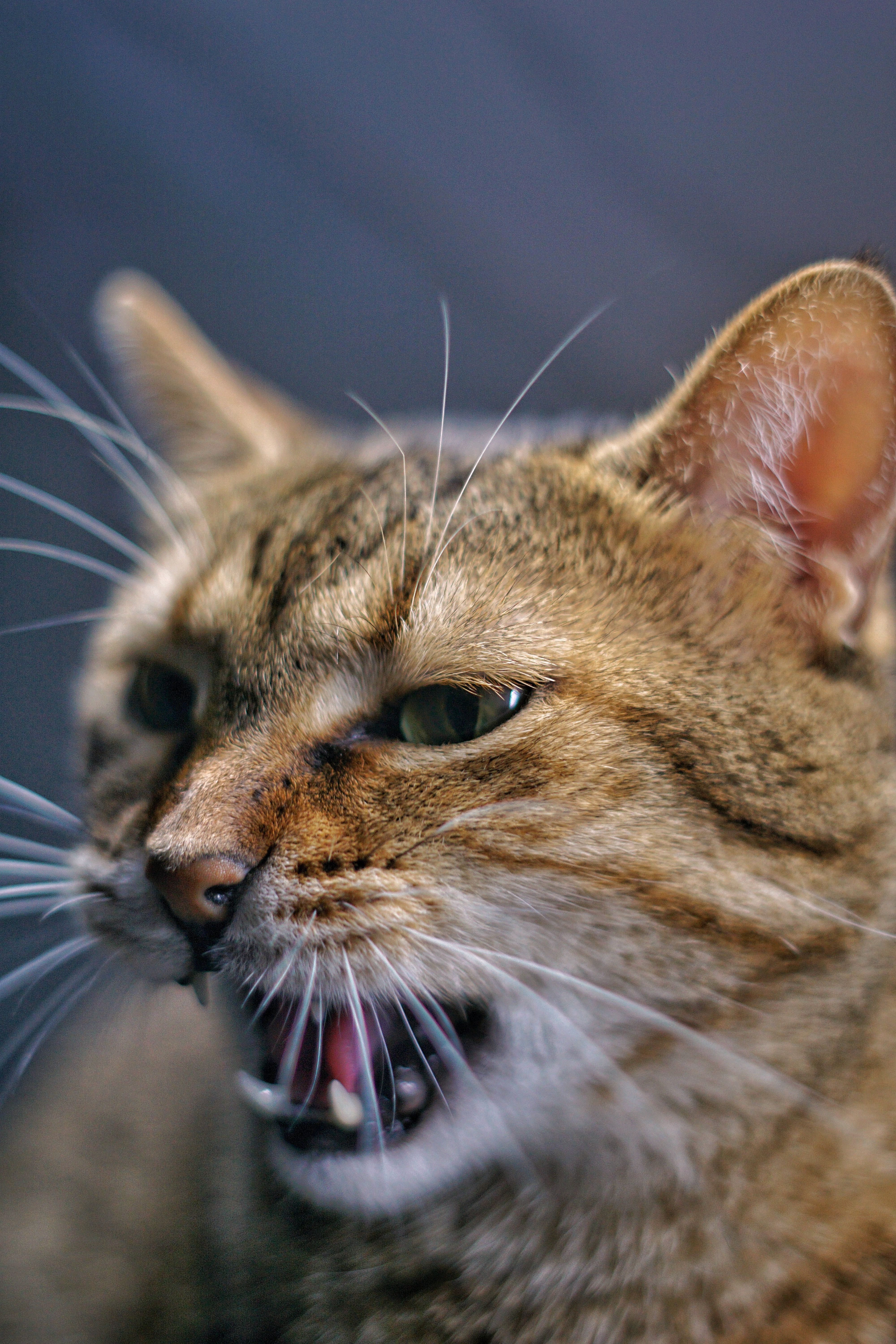Close-up of an alert domestic cat · Free Stock Photo