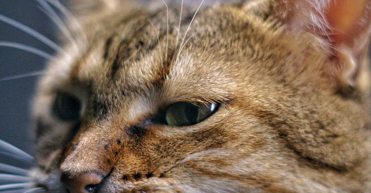 Alert Cat Close-up of an alert domestic cat · Free Stock Photo