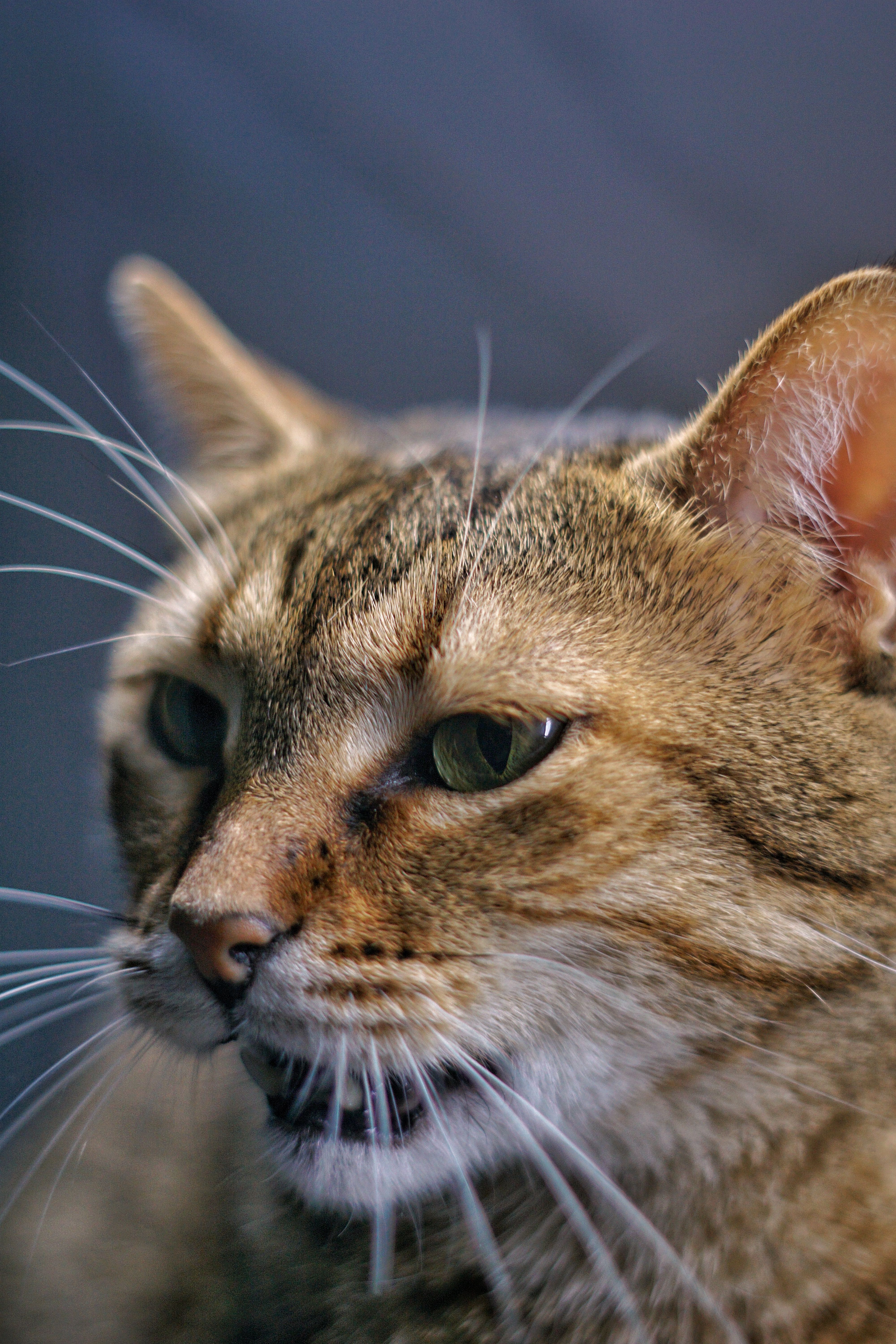 Close-up Portrait of a Tabby Cat · Free Stock Photo