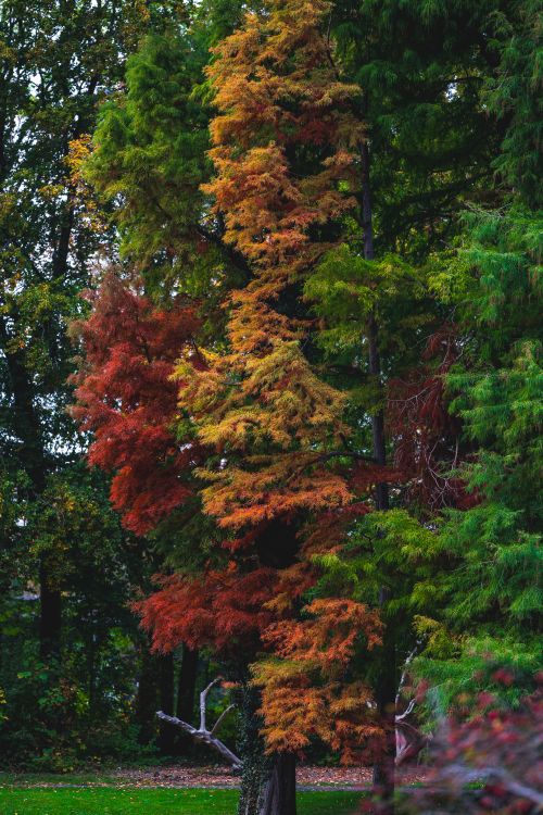 Free Colorful autumn tree with mixed foliage hues in a lush forest environment. Stock Photo
