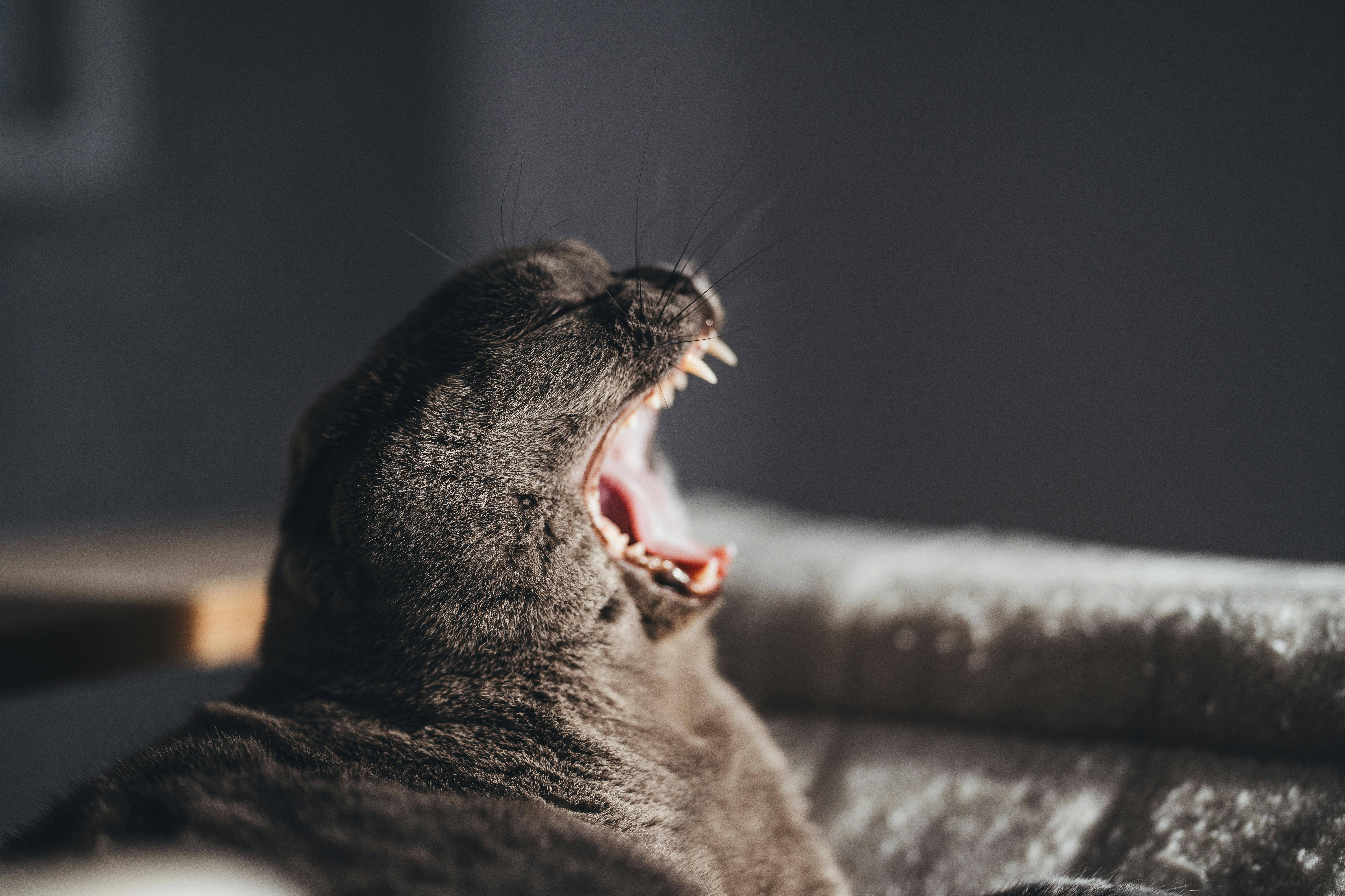 Close-up of a black cat yawning, captured indoors with natural sunlight highlighting the fur.