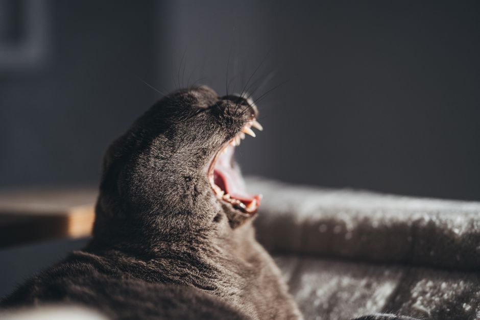 Dark-coated cat yawning in a sunlit room, showing its teeth and pink gums